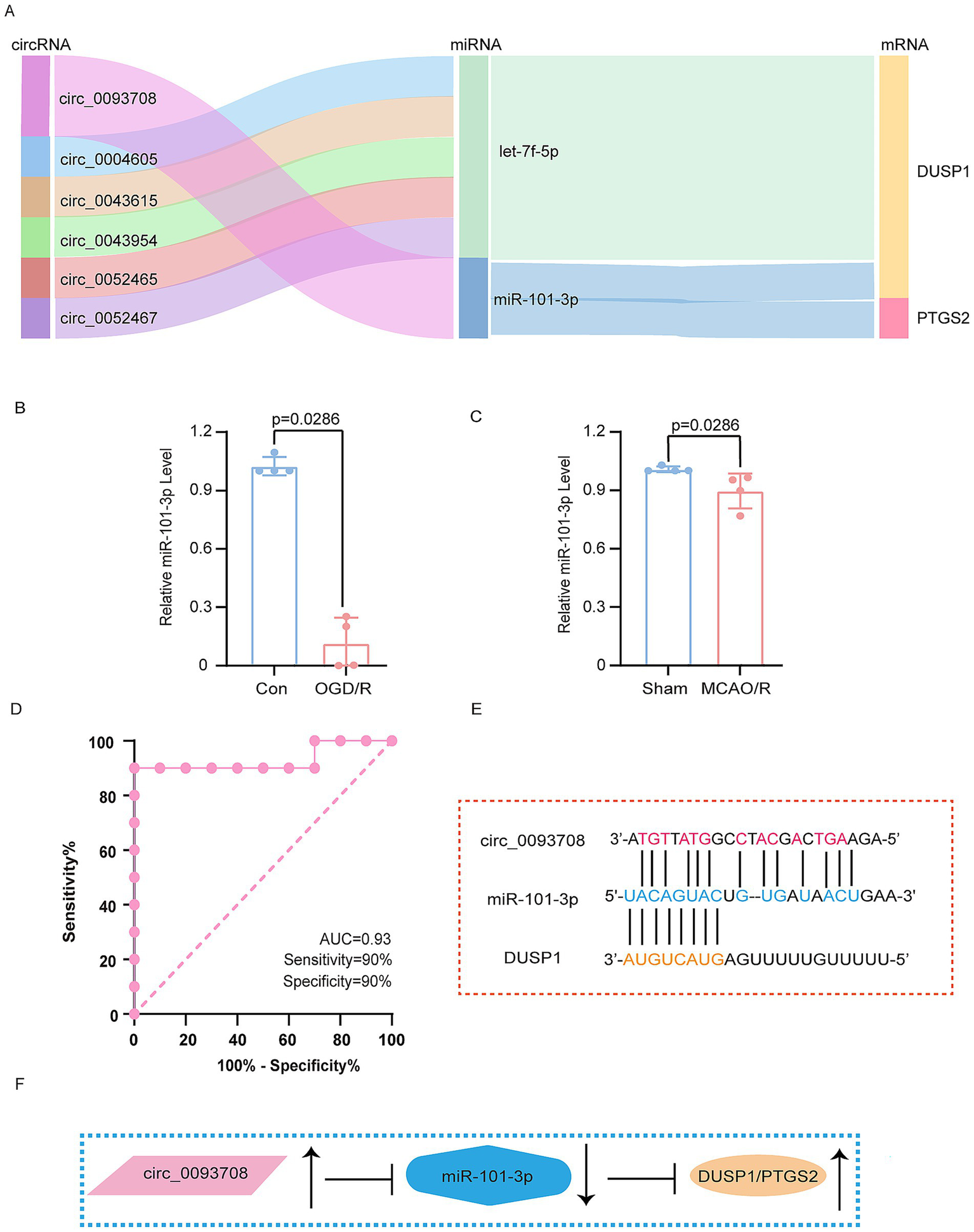 Flowchart in panel A shows interactions among circRNAs, miRNAs, and mRNAs. Bar graphs in panels B and C compare miR-101-3p levels, showing significant differences. Panel D details a receiver operating characteristic curve with 90% sensitivity and specificity. Panel E presents nucleotide sequences of circ_0093708, miR-101-3p, and DUSP1. Panel F illustrates a pathway involving circ_0093708 regulating miR-101-3p, which in turn affects DUSP1/PTGS2 expression.
