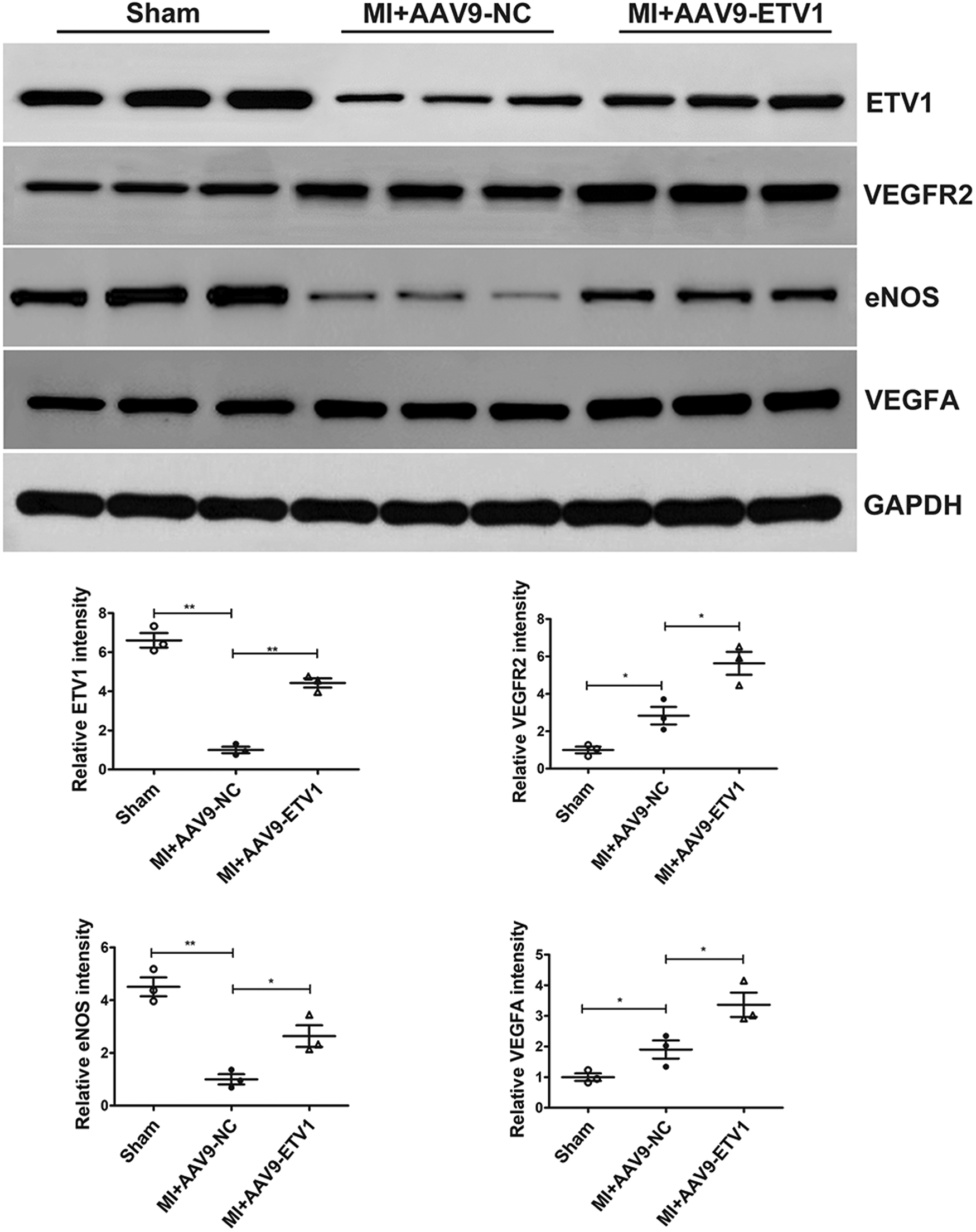 Western blot and scatter plots showing the expression of ETV1, VEGFR2, eNOS, VEGFA, and GAPDH across three conditions: Sham, MI+AAV9-NC, and MI+AAV9-ETV1. The scatter plots display relative intensity levels for each protein, with significant differences indicated by asterisks.