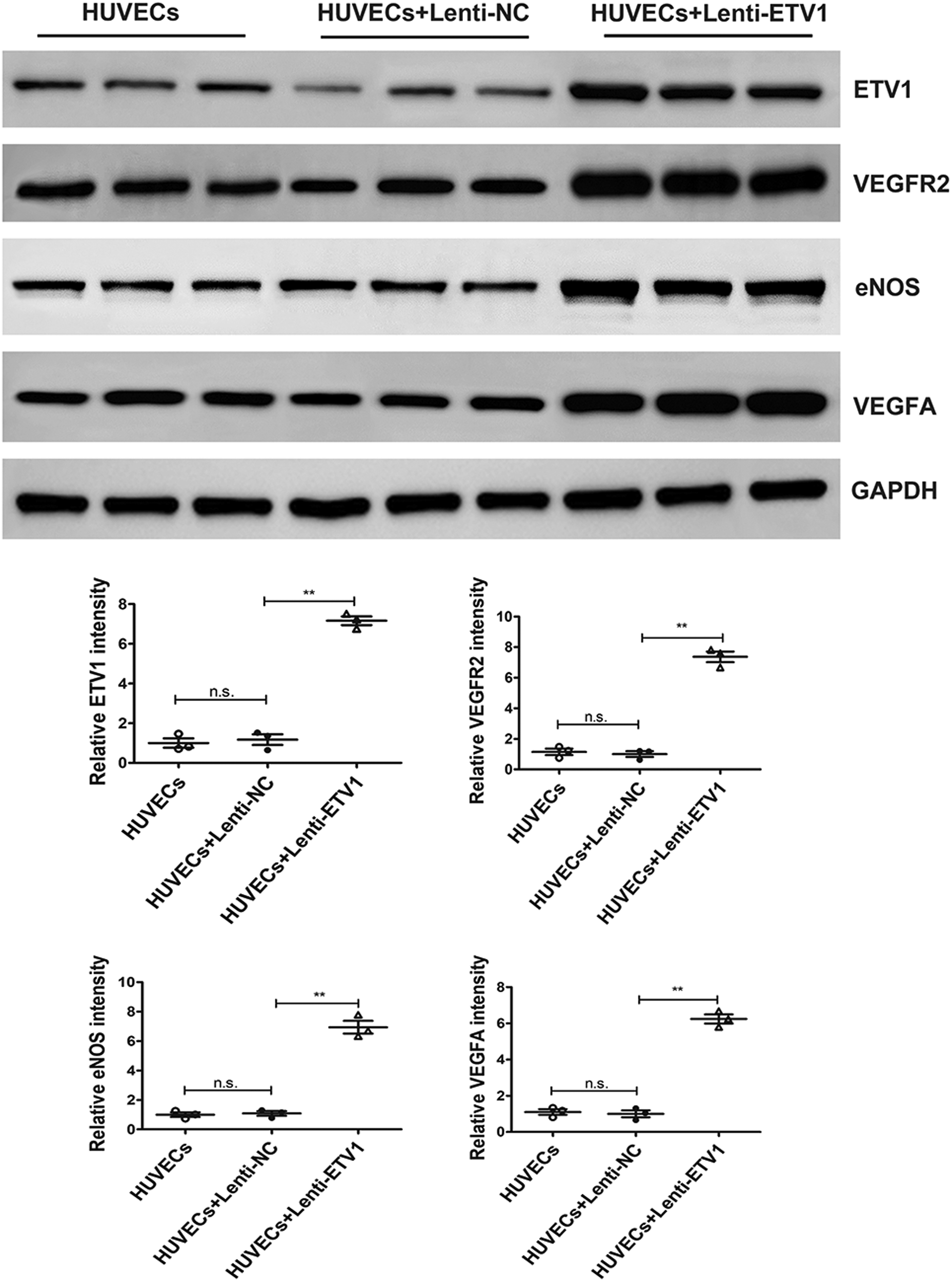 Western blot analysis and accompanying graphs show protein expression levels of ETV1, VEGFR2, eNOS, and VEGFA in HUVECs, HUVECs with Lenti-NC, and HUVECs with Lenti-ETV1. The differences in expression are significant for HUVECs with Lenti-ETV1 compared to other groups, as denoted by asterisks. GAPDH is used as a loading control. Results are shown with statistical significance indicated by “**” for p<0.01 and \"n.s.\" for not significant.