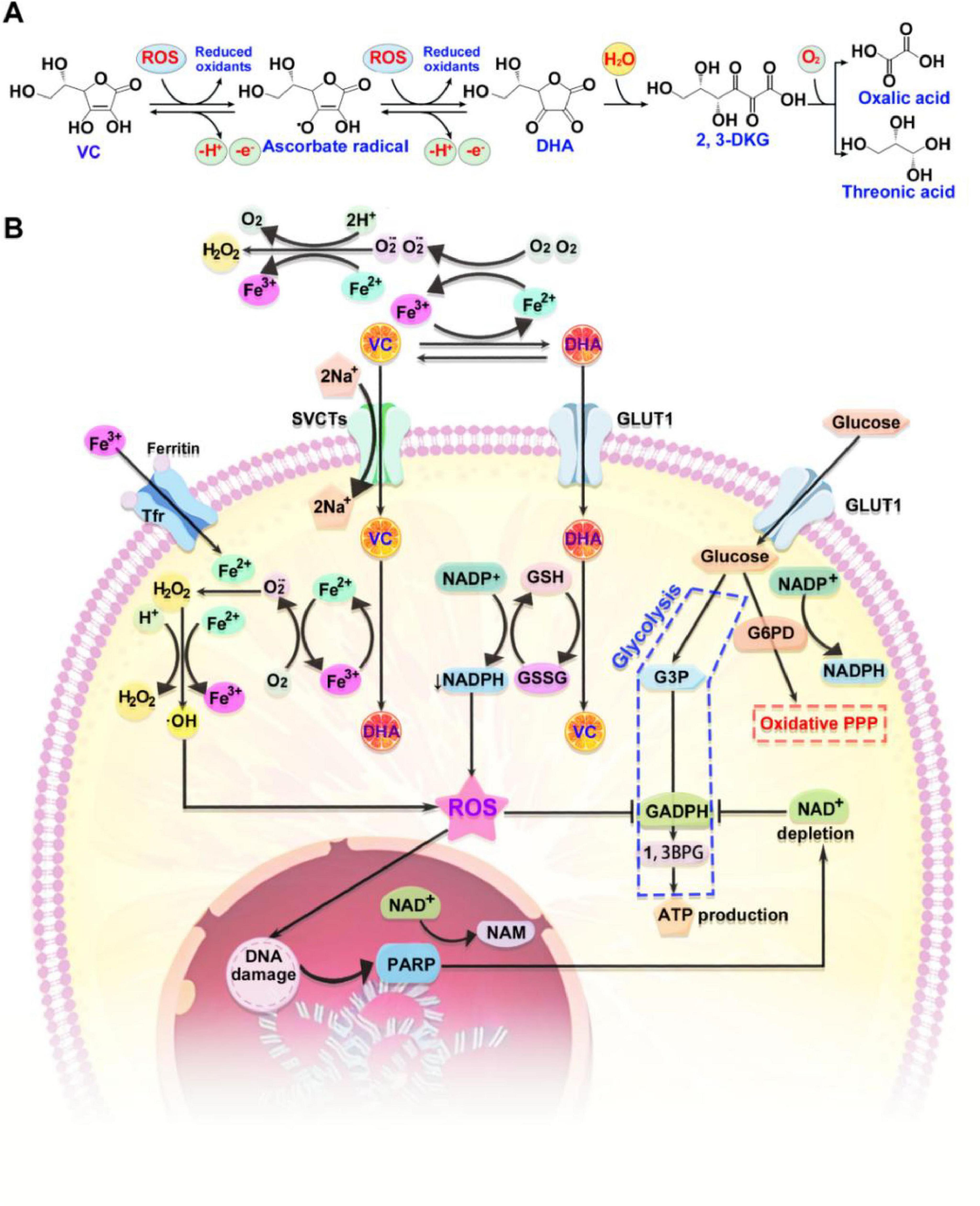 Diagram illustrating vitamin C metabolism and reactive oxygen species (ROS) interactions. Part A shows chemical reactions converting vitamin C (VC) to ascorbate radical, dehydroascorbic acid (DHA), and further oxidation products. Part B depicts a cell with pathways involving iron (Fe2+/Fe3+), NADP+/NADPH, and GLUT1 transporters. Vitamin C and DHA influence ROS production, DNA damage, and ATP production through glycolysis and the oxidative pentose phosphate pathway (PPP). Ferritin and transferrin are also involved.