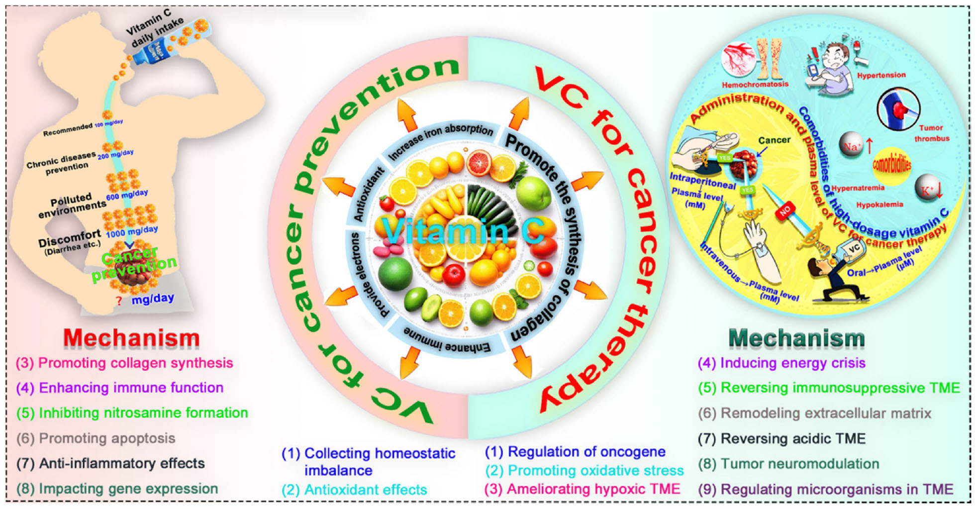 Infographic illustrating the role of Vitamin C in cancer prevention and therapy. The center shows Vitamin C surrounded by fruits. Arrows indicate benefits like collagen synthesis, immune enhancement, and antioxidant effects. The left panel lists mechanisms for prevention, and the right panel details therapeutic mechanisms, including reversing immunosuppressive microenvironments and regulating microorganisms. A silhouette represents intake sources and recommended dosages.