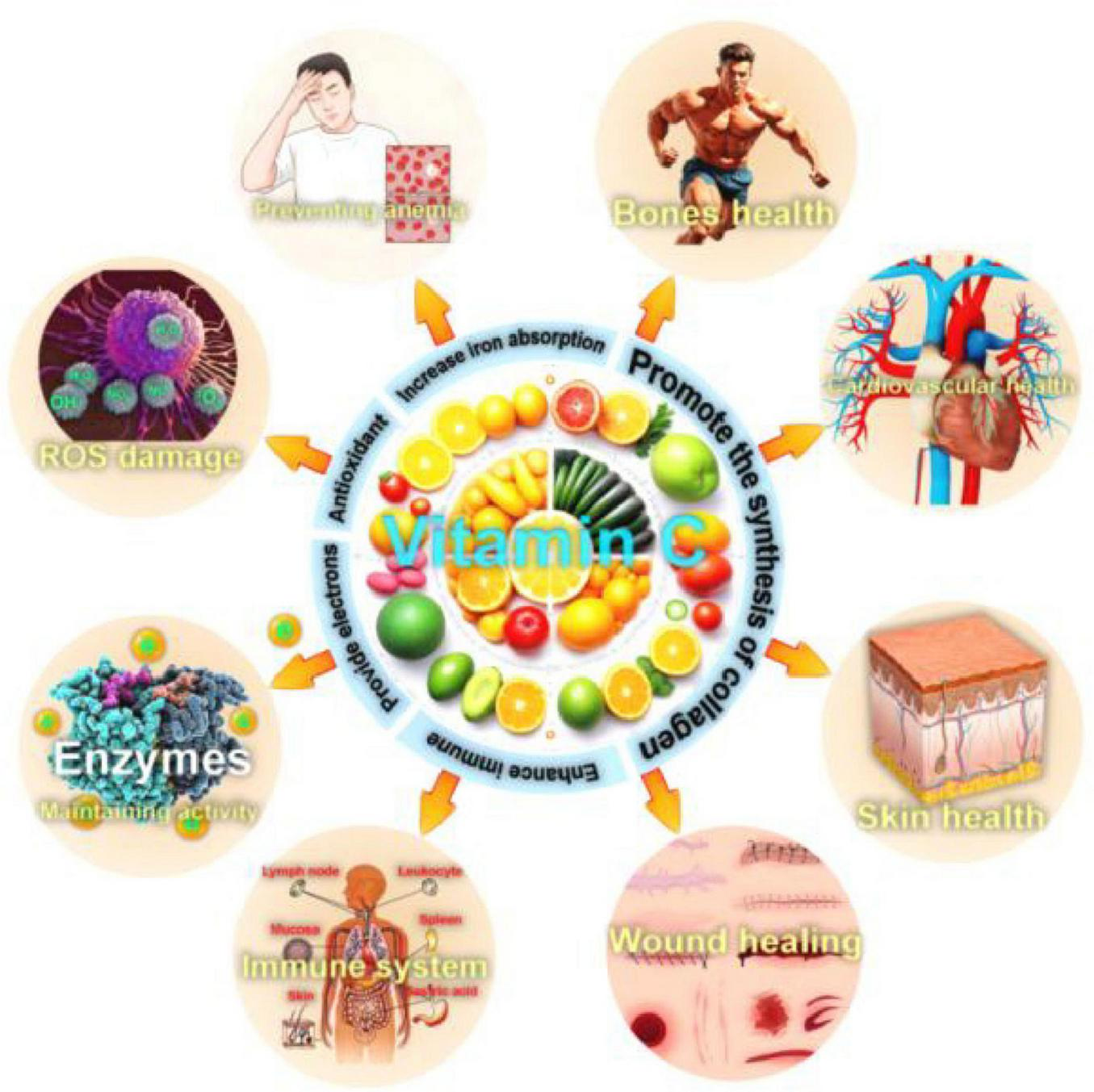 Diagram illustrating the benefits of Vitamin C. Central circle with fruits and vegetables, labeled “Vitamin C,” surrounded by arrows pointing to various health benefits: preventing anemia, bone health, cardiovascular health, skin health, wound healing, immune system support, enzyme function, and reduced oxidative stress damage.