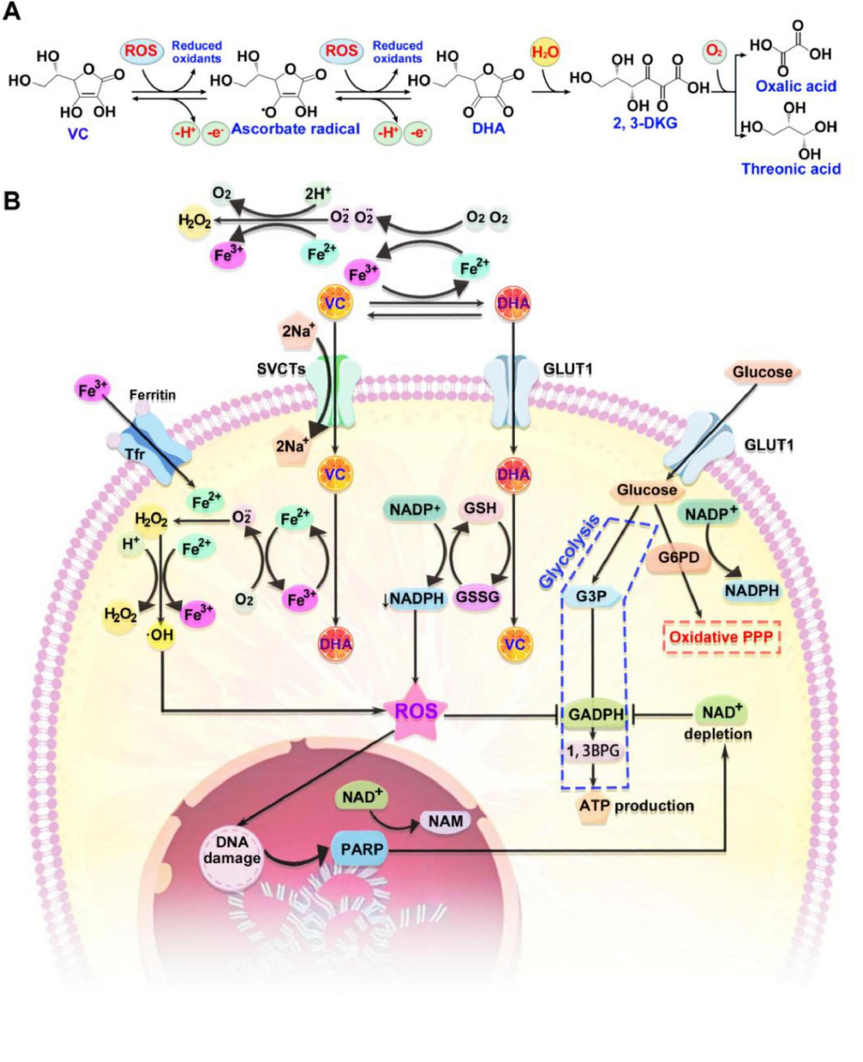 Diagram illustrating vitamin C metabolism and reactive oxygen species (ROS) interactions. Part A shows chemical reactions converting vitamin C (VC) to ascorbate radical, dehydroascorbic acid (DHA), and further oxidation products. Part B depicts a cell with pathways involving iron (Fe2+/Fe3+), NADP+/NADPH, and GLUT1 transporters. Vitamin C and DHA influence ROS production, DNA damage, and ATP production through glycolysis and the oxidative pentose phosphate pathway (PPP). Ferritin and transferrin are also involved.