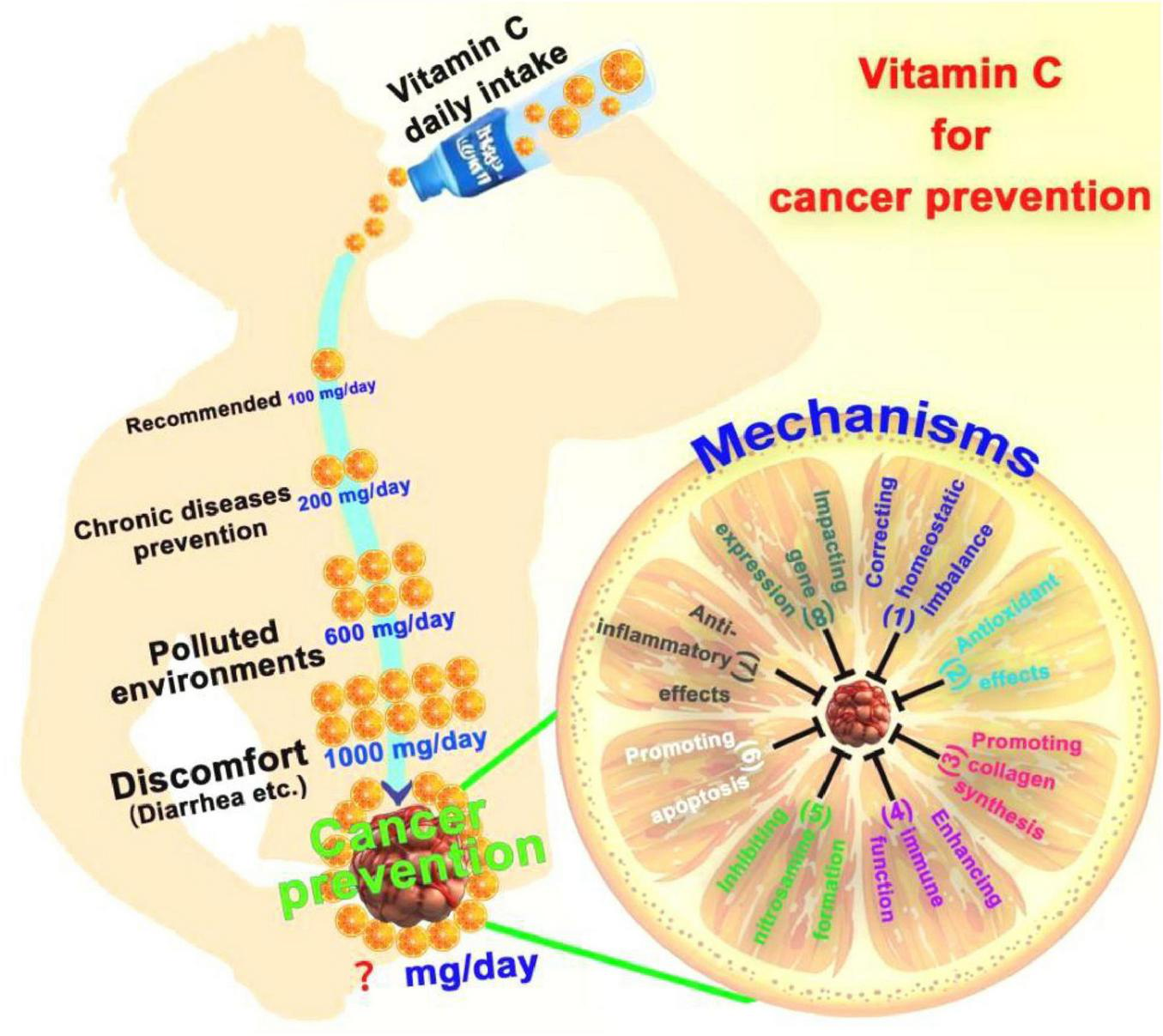 Illustration depicting the benefits of Vitamin C intake for cancer prevention. Shows increasing dosages: recommended (100 mg/day), chronic disease prevention (200 mg/day), polluted environments (600 mg/day), discomfort such as diarrhea (1000 mg/day), and unknown dosage for cancer prevention. Right side details mechanisms like antioxidant effects, anti-inflammatory effects, promoting apoptosis, correcting homeostatic imbalance, and enhancing immune function.