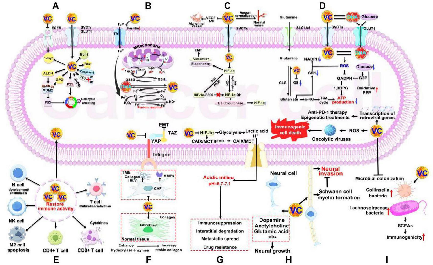 Diagram illustrating various molecular and cellular processes involved in cancer progression within a tumor environment. It highlights pathways related to immune activity, metabolic alterations, and neural invasion. Key elements include interactions with mitochondria, cell surface receptors, and immune cells. Various abbreviations and pathways such as oxidative stress, glutamine metabolism, and immune modulation are shown, emphasizing the complexity of cancer biology. The diagram uses multiple annotations to convey the impact of distinct processes on tumor growth and treatment resistance.