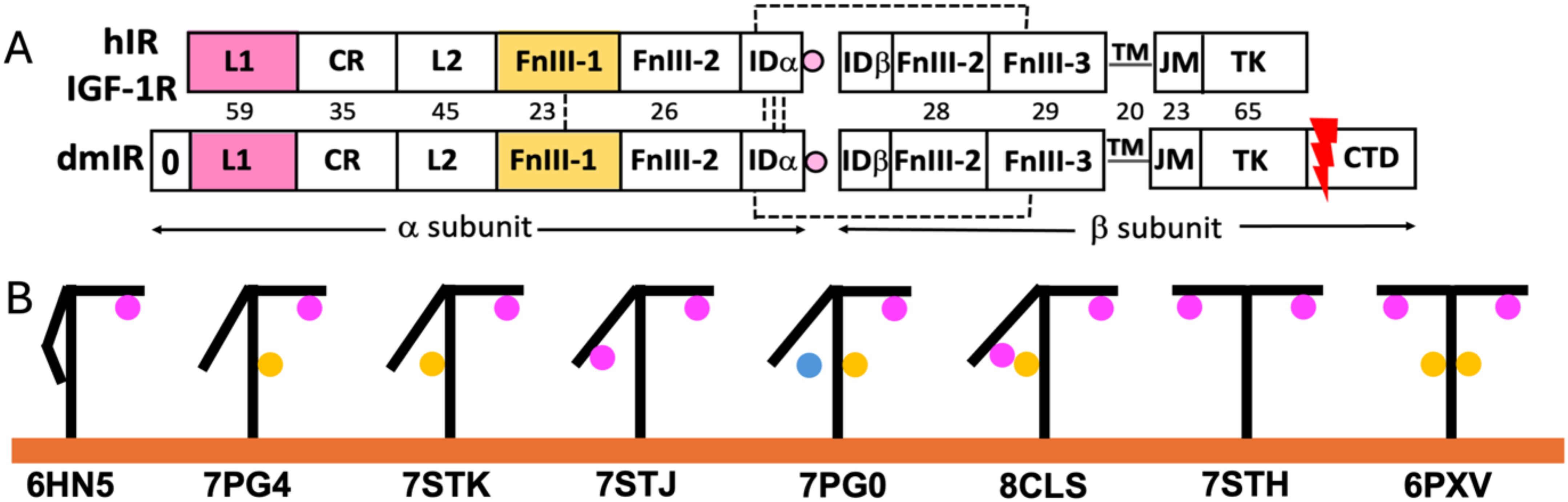 Schematic diagrams of human and Drosophila insulin receptors (top) show structural domains labeled L1, CR, L2, FnIII, ID, TM, JM, TK, and CTD, with numerical values indicating region lengths. The bottom part shows representations of these domains as interacting structures with color-coded circles, labeled by PDB codes 6HN5, 7PG4, 7STK, 7STJ, 7PG0, 8CLS, 7STH, and 6PXV on an orange line.