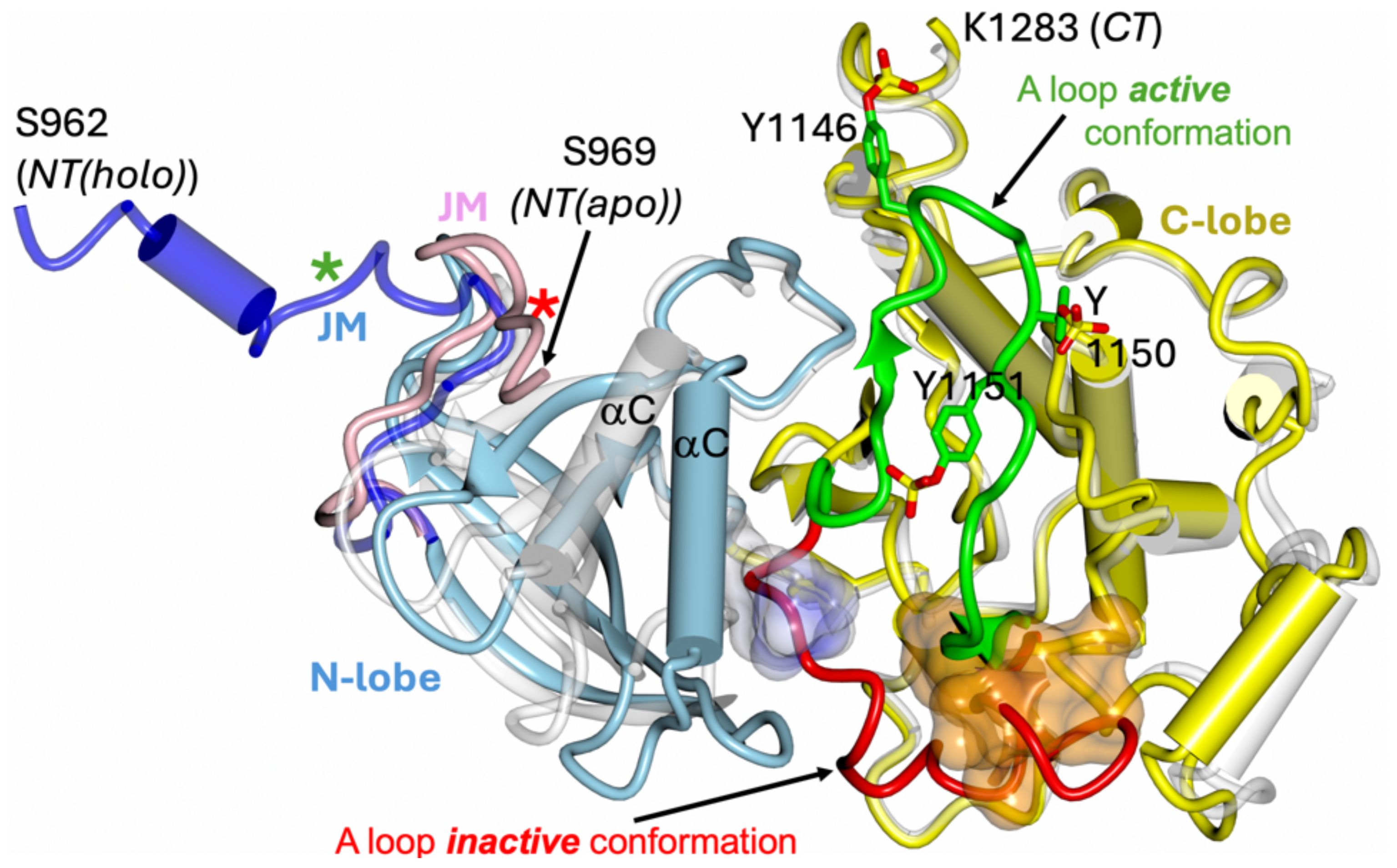 Molecular structure diagram showing protein conformations. Key elements include: N-lobe in blue with S962 and S969 labeled, C-lobe in yellow with K1283 labeled, and juxtaposition membrane (JM) helix in pink. The active conformation A-loop is highlighted in green, and inactive conformation in red. Key residues like Y1146 and Y1151 are identified.