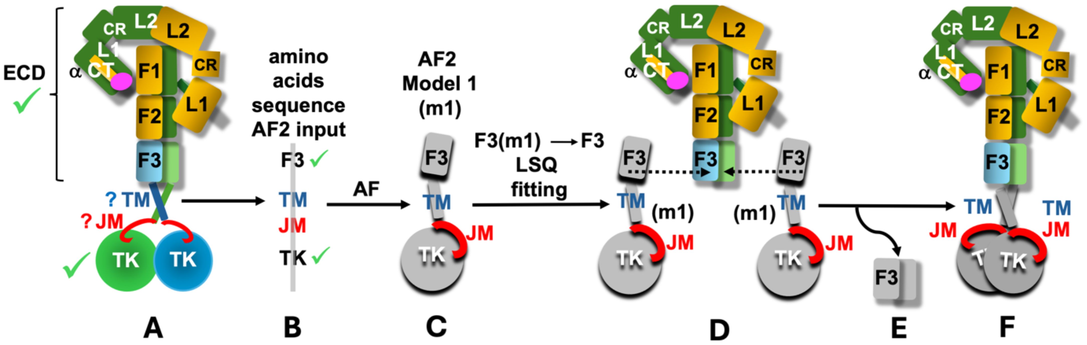 Diagram illustrating the AF2 (AlphaFold 2) modeling process. Steps A-F show the protein structure prediction sequence, focusing on elements like the extracellular domain (ECD), transmembrane (TM) segments, and juxtamembrane (JM) regions. Arrows indicate the flow of the modeling process, with labels for elements like F1, F2, F3, and TK. The diagram highlights amino acid sequence input, TM alignment, JM positioning, and structure fitting.
