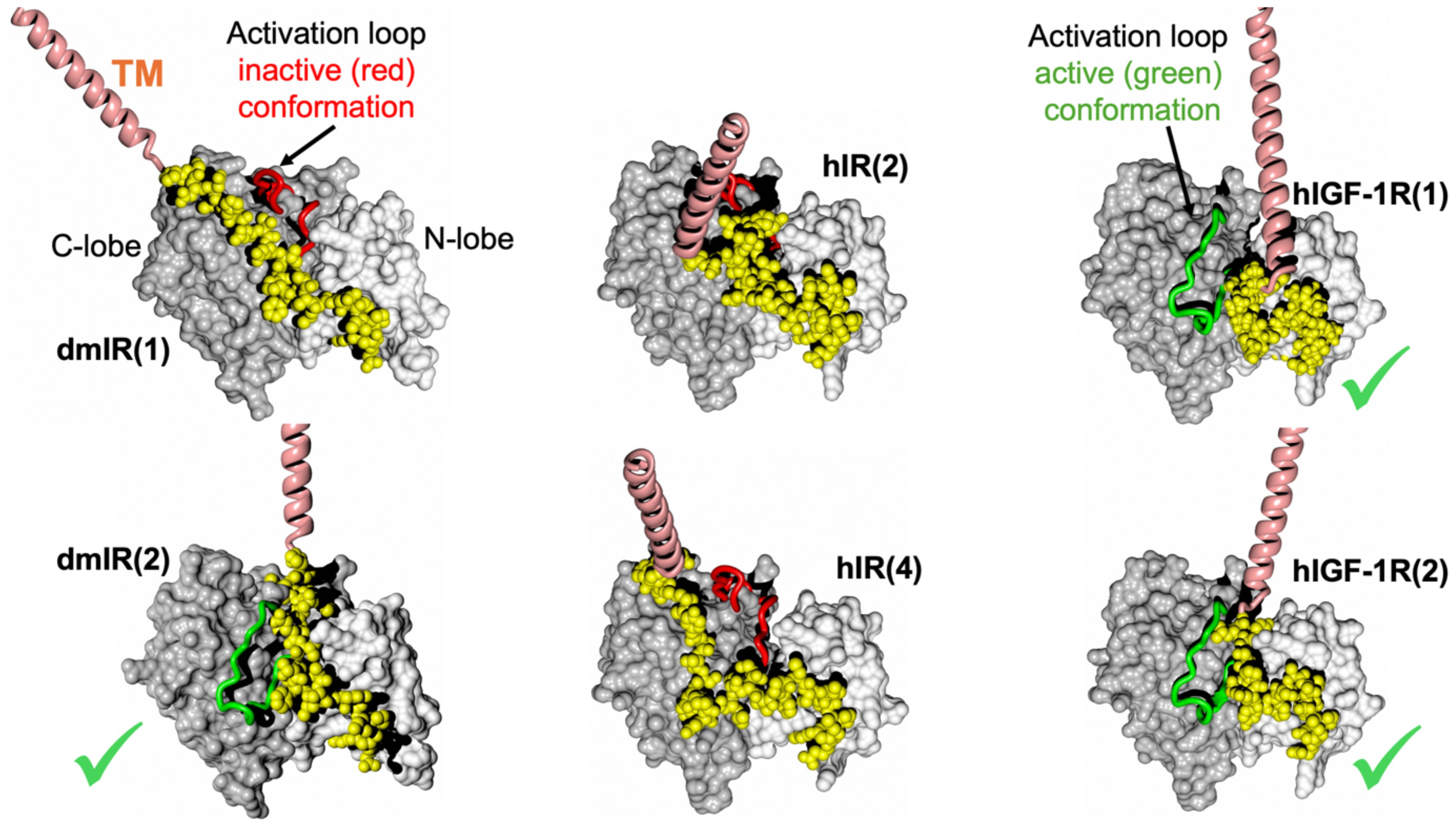 Molecular models showing activation loops of insulin receptor and IGF-1 receptor proteins in two states. The top row displays inactive (red) conformations with dmIR(1), hIR(2), and hIGF-1R(1). The bottom row shows active (green) conformations with dmIR(2), hIR(4), and hIGF-1R(2). Yellow highlights key molecular structures, and pink spirals represent transmembrane regions. Green check marks indicate active conformations.