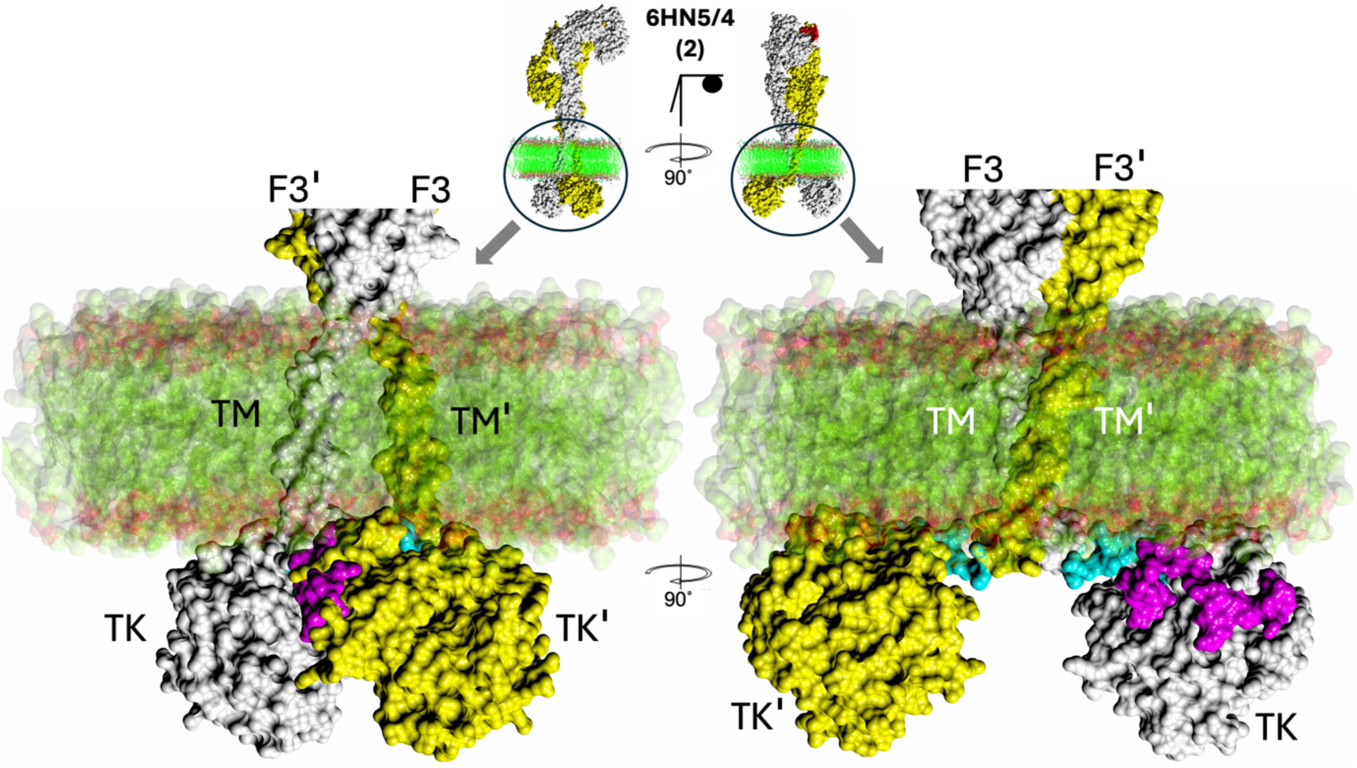 Illustration of a molecular structure with labeled parts: F3, F3', TM, TM', TK, and TK'. The central region features a green gradient, indicating a transmembrane segment, while peripheral areas are in black, white, yellow, pink, and blue, showing different protein domains. The image includes rotational views at 90 degrees, highlighting structural conformation.