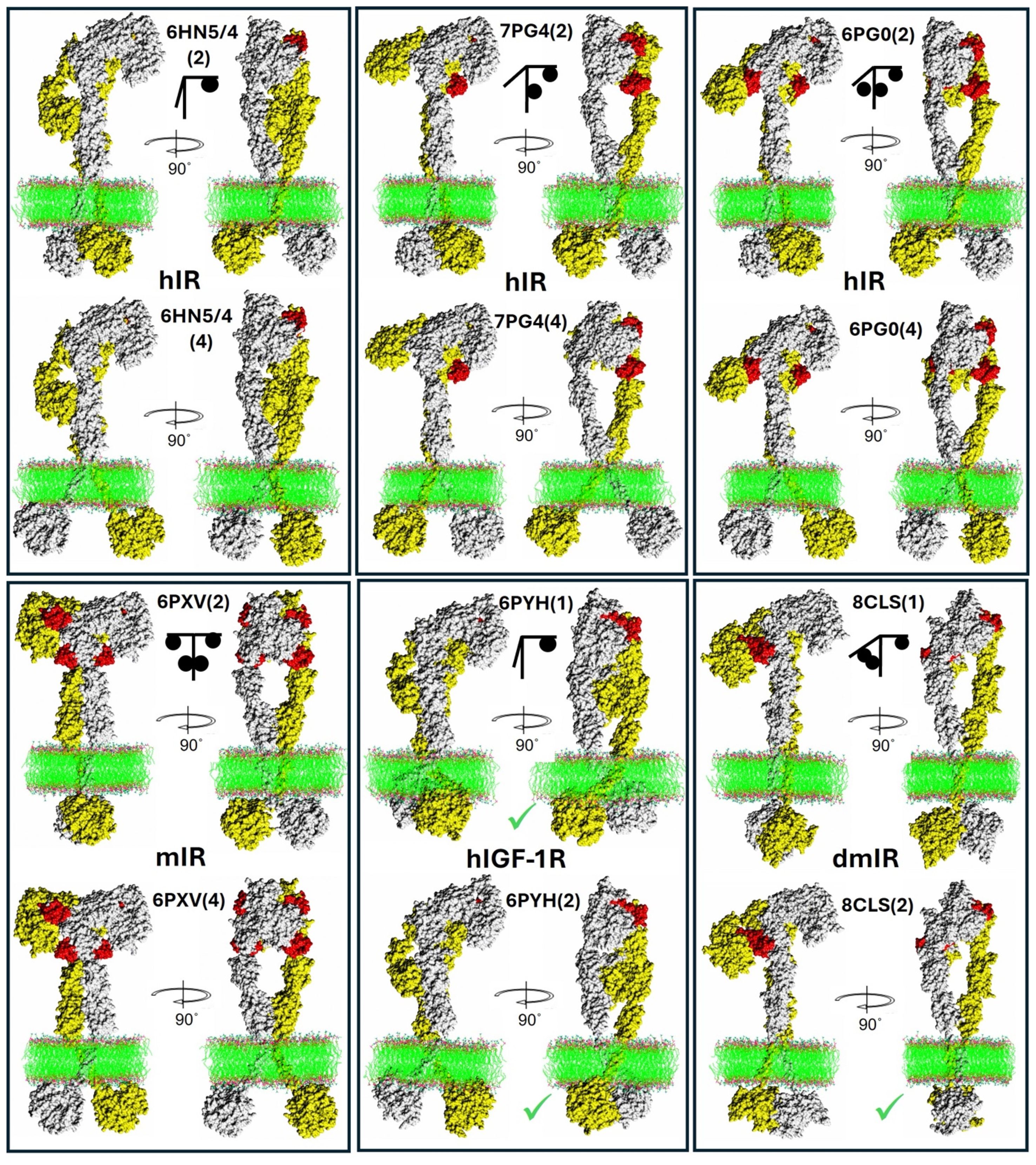 Three panels display structural models of receptors hIR, mIR, hIGF-1R, and dmlR, with each receptor depicted from two perspectives: a frontal view and a rotated side view. The receptors are composed of clusters in gray, yellow, and red, spanning a green lipid bilayer. Each model is annotated with identifiers like 6HN5, 7PG4, and more. Arrows indicate the rotational perspective shift by ninety degrees.