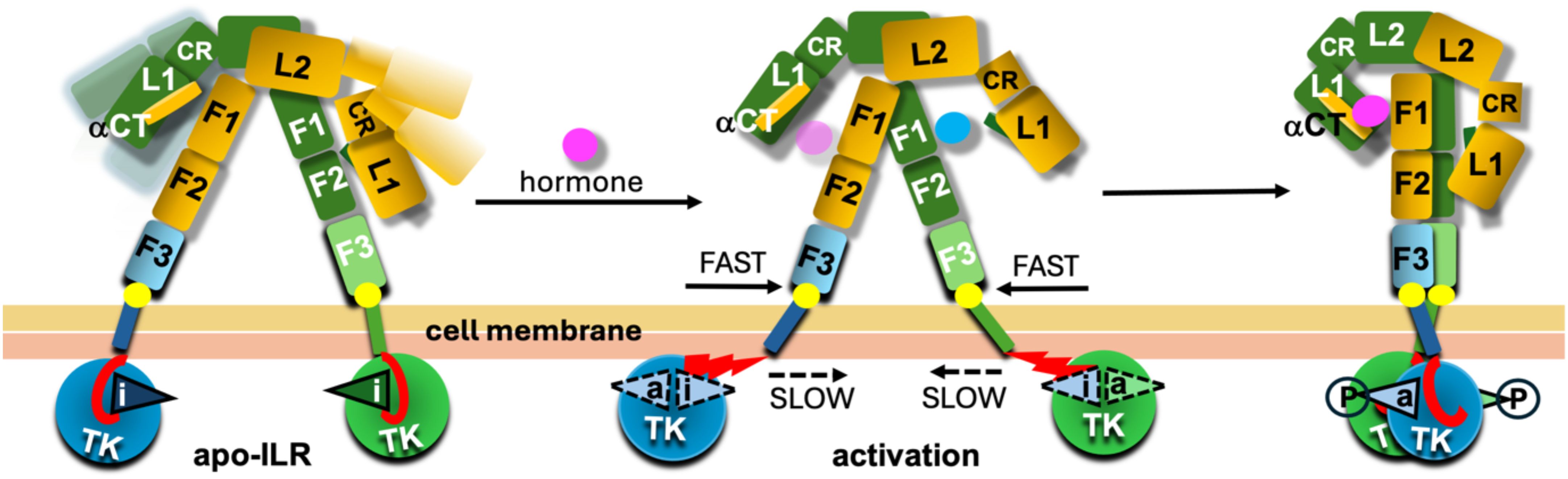 Diagram illustrating the activation of an insulin-like receptor. It shows three stages: apo-ILR, hormone binding, and activation. Components such as L1, L2, F1, F2, F3, CR, and αCT are labeled. A hormone binds to the receptor, triggering fast and slow activation pathways indicated by arrows, leading to changes in the transmembrane domain and intracellular TK regions.