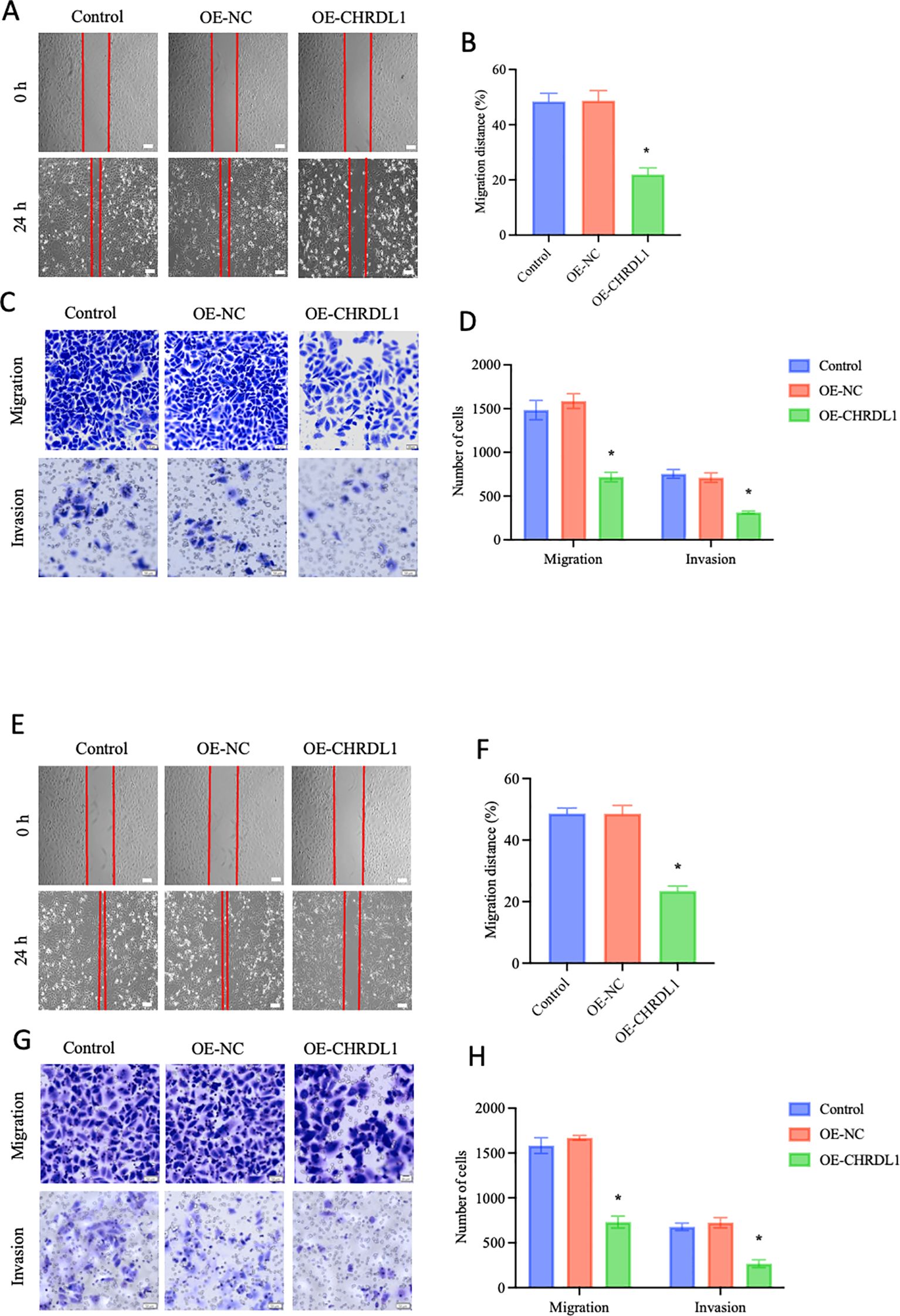 Panels A, E show cell migration assays with comparisons among Control, OE-NC, and OE-CHRDL1 groups at 0 and 24 hours. Panels B, F display bar graphs indicating reduced migration distance in OE-CHRDL1. Panels C, G illustrate cell migration and invasion assays, visualized by stained cells in different groups. Panels D, H present bar graphs showing decreased numbers of migrated and invaded cells in OE-CHRDL1 groups, marked by asterisks indicating significant differences.