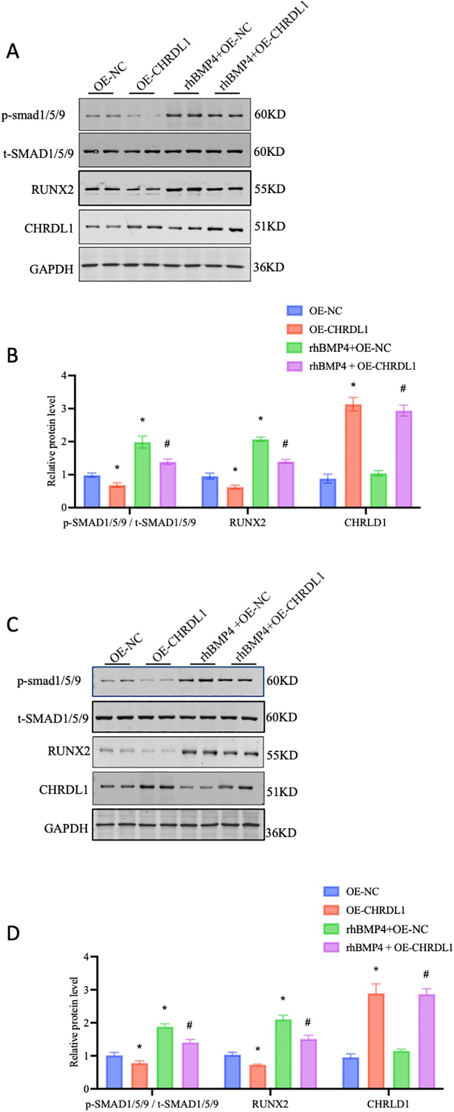 Panel A and C show Western blot analyses of p-SMAD1/5/9, t-SMAD1/5/9, RUNX2, CHRDL1, and GAPDH proteins under different conditions: OE-NC, OE-CHRDL1, rhBMP4+OE-NC, rhBMP4+OE-CHRDL1. Panels B and D present bar graphs illustrating relative protein levels, with data represented in four conditions as identified in the legend. Stars and hash marks indicate significant differences. The graphs highlight variations in protein expression levels.