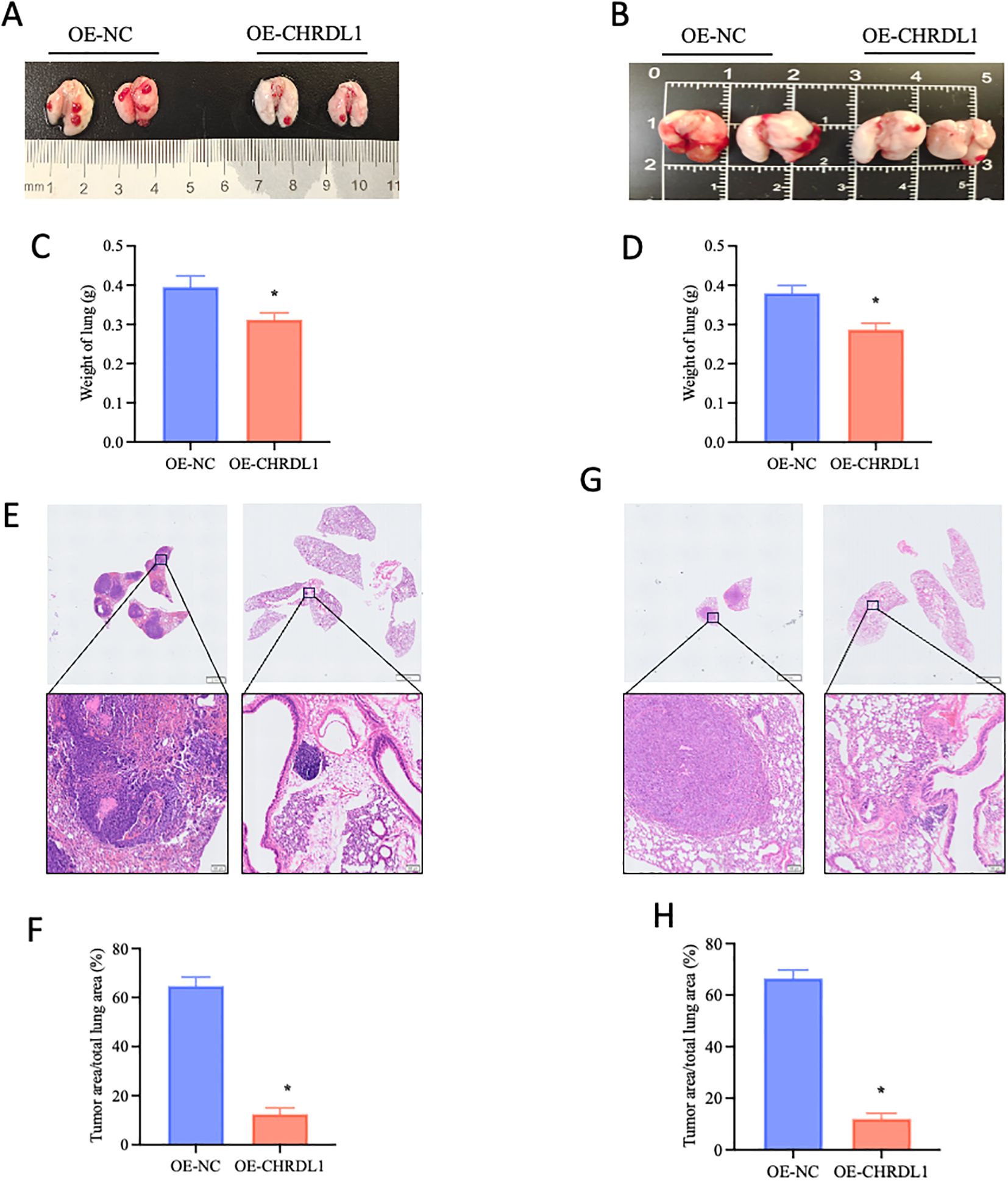 Panel A and B show images of lung tissues from OE-NC and OE-CHRDL1 groups, with a ruler for scale. Panel C and D present bar graphs comparing lung weights, indicating a significant difference. Panel E and G display histological slides of lung tissue, with magnified views showing cellular structures. Panel F and H present bar graphs showing the percentage of tumor area relative to total lung area, with significant reduction in the OE-CHRDL1 group.