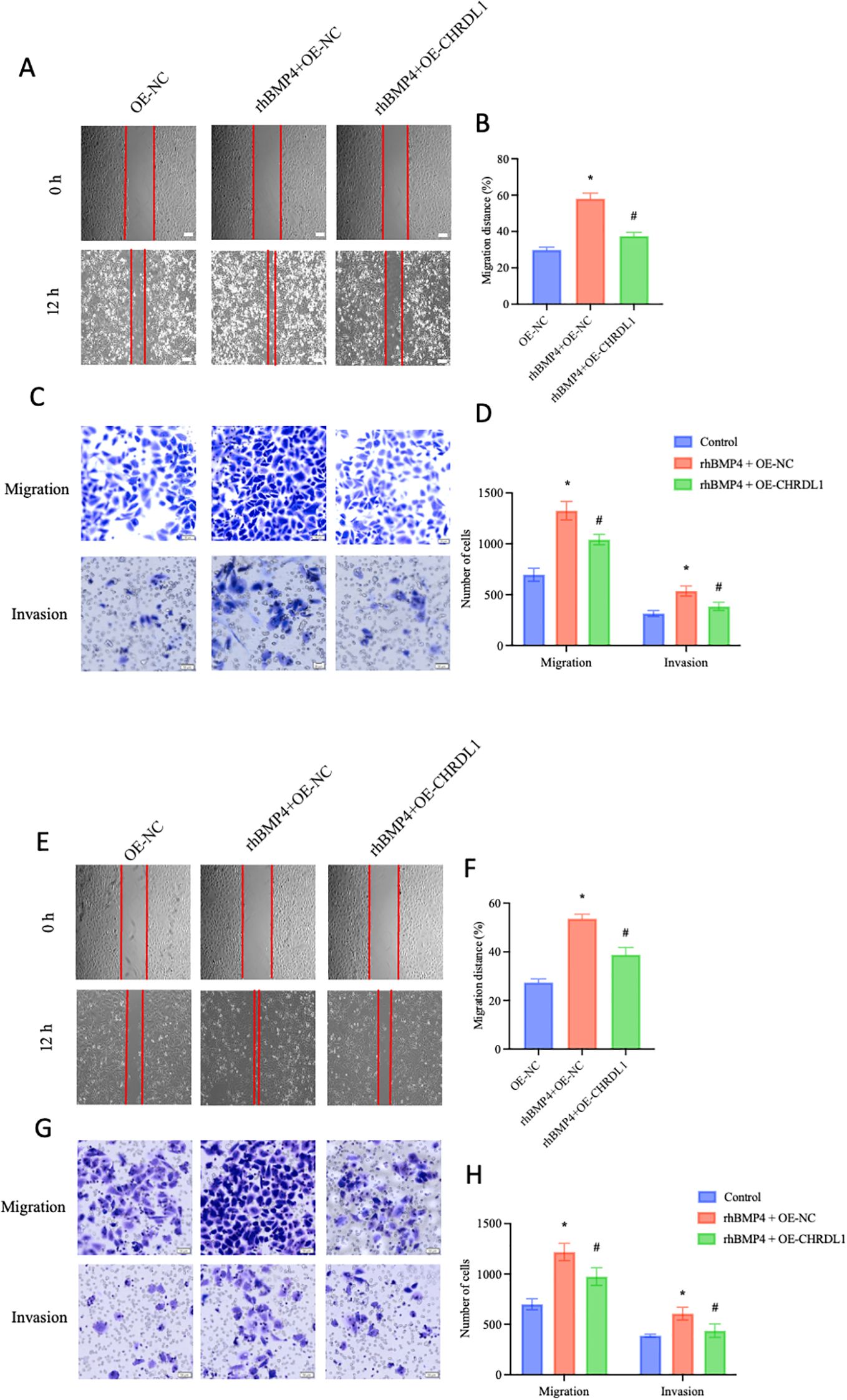 A multi-panel image depicts cell migration and invasion experiments. Panels A and E show wound healing assays at 0 and 12 hours, with three conditions: OE-NC, rhBMP4 + OE-NC, and rhBMP4 + OE-CHRDL1. Panels B and F present bar graphs comparing migration distances across these conditions. Panels C and G display migration and invasion assays with stained cells under the same conditions. Panels D and H feature bar graphs showing the number of cells for migration and invasion. Different colors indicate various experimental groups, and significant changes are marked with asterisks and hashtags.