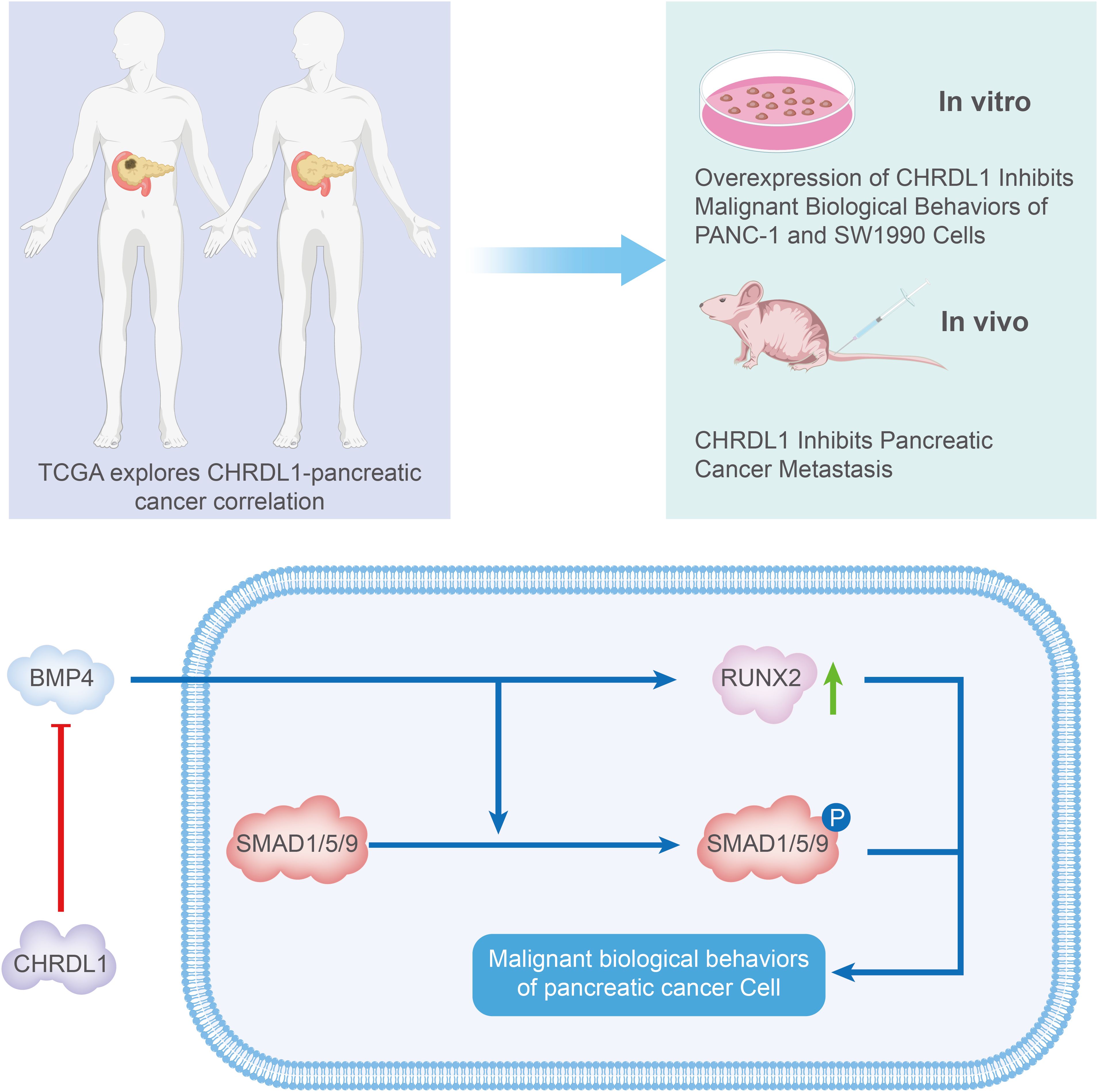 Research diagram outlining the inhibition of pancreatic cancer by CHRDL1. The TCGA study investigates CHRDL1 and pancreatic cancer correlation. In vitro, CHRDL1 overexpression reduces malignant behaviors in PANC-1 and SW1990 cells. In vivo, it inhibits metastasis. The diagram shows BMP4, SMAD1/5/9, and RUNX2 pathways, highlighting their regulation by CHRDL1 impacting cancer cell behavior.