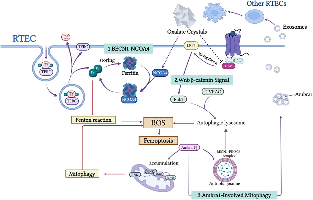 Diagram illustrating cellular pathways involving BECN1-NCOA4, oxalate crystals, and mitophagy in renal tubular epithelial cells (RTECs). Shows the roles of TFRC, ferritin, Fenton reaction, ROS, ferroptosis, and exosomes, with connections to Wnt/β-catenin signaling and Ambra1-induced mitophagy. Autophagic processes and molecular interactions are depicted with arrows and labels.