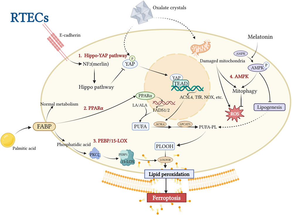Diagram illustrating pathways leading to ferroptosis in renal tubular epithelial cells (RTECs). Key components include the Hippo-YAP pathway, PPARα, PEBP/15-LOX, and AMPK. Oxalate crystals and damaged mitochondria influence these pathways, triggering processes like lipid peroxidation, lipogenesis, and mitophagy. Palmitic acid, FABP, PUFA, and ROS are involved, leading to cell death through ferroptosis. Elements like E-cadherin, melatonin, and various enzymes are also depicted. Arrows indicate the flow and interactions within the pathways.