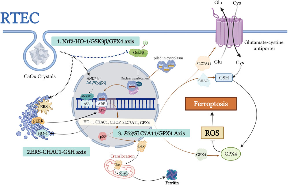 Flowchart illustrating signaling pathways in renal tubular epithelial cells (RTEC) involving Nrf2-HO-1/GSK3β/GPX4 axis, ERS-CHAC1-GSH axis, and P53/SLC7A11/GPX4 axis. The diagram shows interactions between elements like CaOx crystals, glutamate-cystine antiporter, PERK, p53, and ferritin, highlighting the role of GSH and ROS in ferroptosis. Key proteins and processes are marked for nuclear translocation, stress response, and apoptosis.
