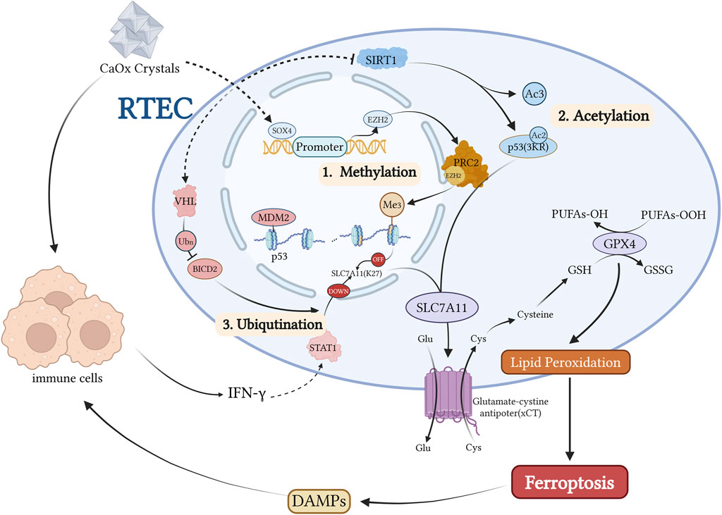 Diagram illustrating molecular pathways related to renal tubular epithelial cells (RTEC) and processes such as methylation, acetylation, and ubiquitination. It shows roles of p53, SIRT1, PRC2, SLC7A11, and GPX4, leading to lipid peroxidation and ferroptosis. CaOx crystals and immune cells are involved, with interactions depicted by arrows.