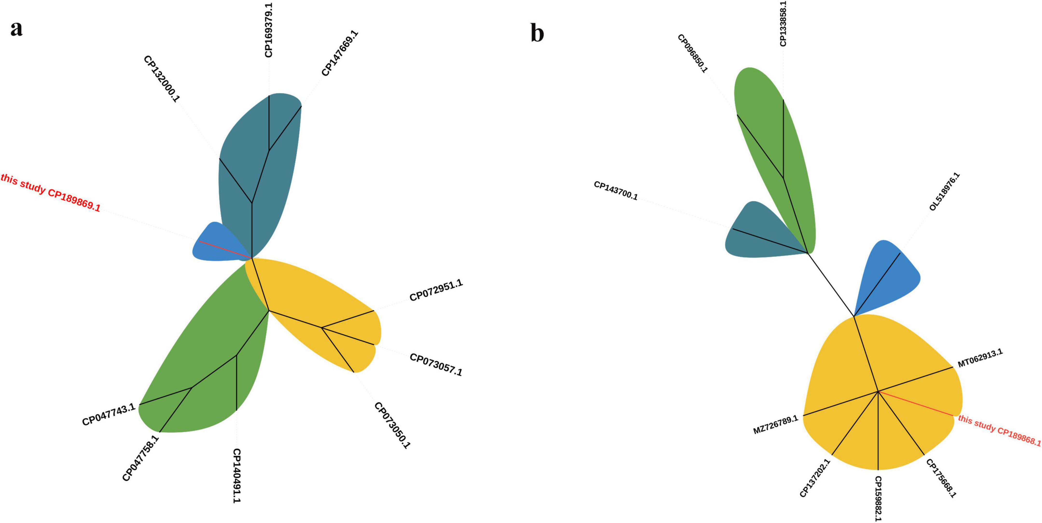Two phylogenetic tree diagrams labeled a and b, illustrating evolutionary relationships among different genomes. The trees are color-coded with blue, green, and yellow sections. The label “this study CP189869.1” is marked in red in both diagrams.