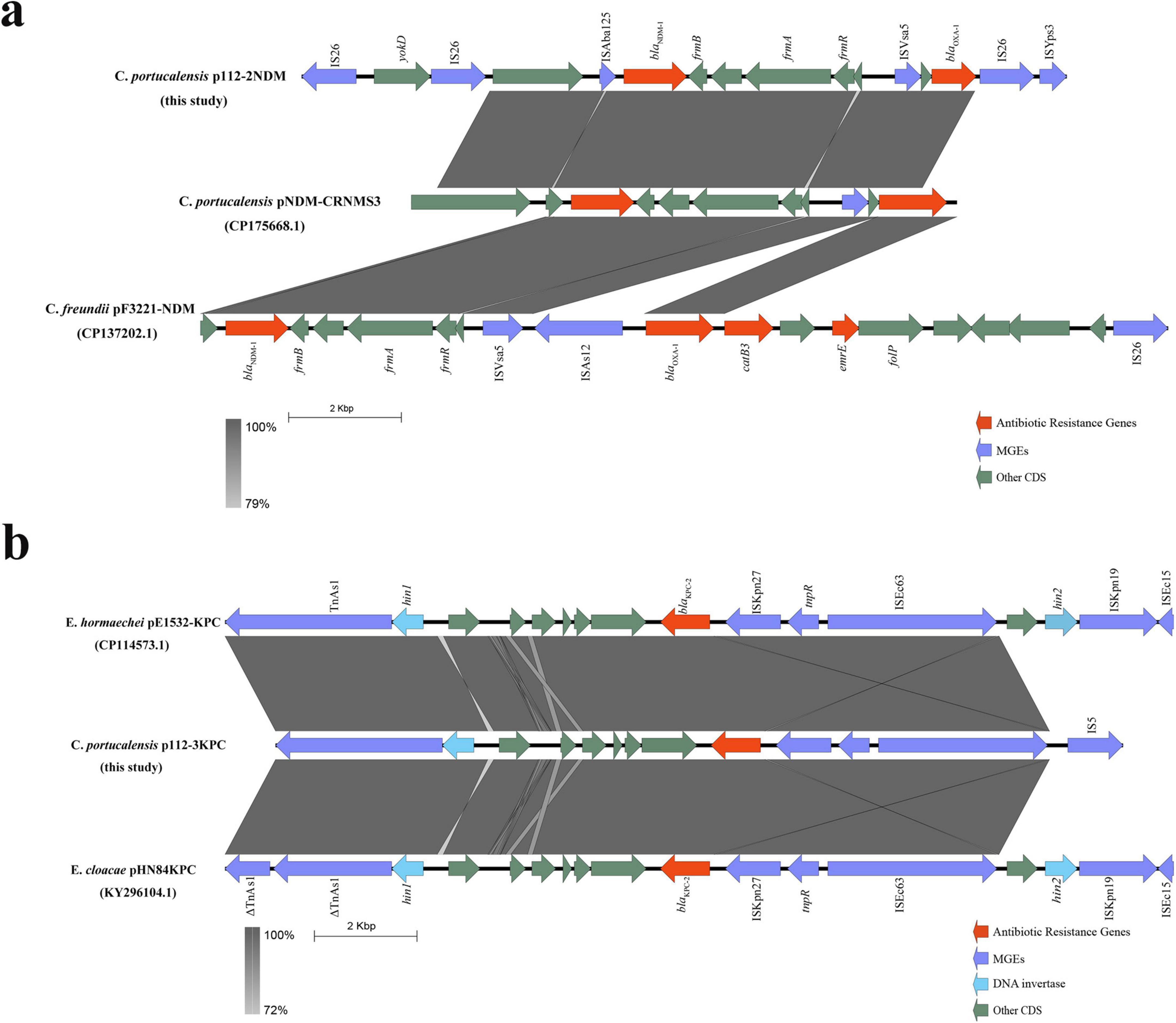 Comparative genomic maps show genetic arrangement and similarity among plasmids. Panel a displays the alignment of three plasmids from *Citrobacter* species, highlighting regions of antibiotic resistance and mobile genetic elements (MGEs). Panel b compares plasmids from *Enterobacter* species, focusing on shared sequences and resistance genes. Color coding indicates antibiotic resistance genes (red), MGEs (blue), DNA invertase (purple), and other coding sequences (green). Gray shading denotes sequence similarity percentage.