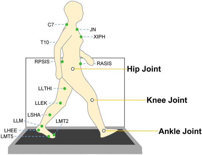 Diagram of a human figure walking, highlighting key anatomical points: hip joint, knee joint, and ankle joint. Labeled points include C7, JN, XIPH, T10, RPSIS, RASIS, LLTHI, LLEK, LSHA, LLLM, LHEE, LMT2, and LMT5, with joints marked in green and connected by dashed lines.