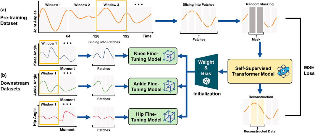 Diagram illustrating a self-supervised learning model for joint angle data. It shows (a) pre-training with joint angle data sliced into patches and masked for input into a transformer model, and (b) downstream fine-tuning for knee, ankle, and hip angles. The model learns weights and biases, reconstructing data through minimizing mean squared error loss.