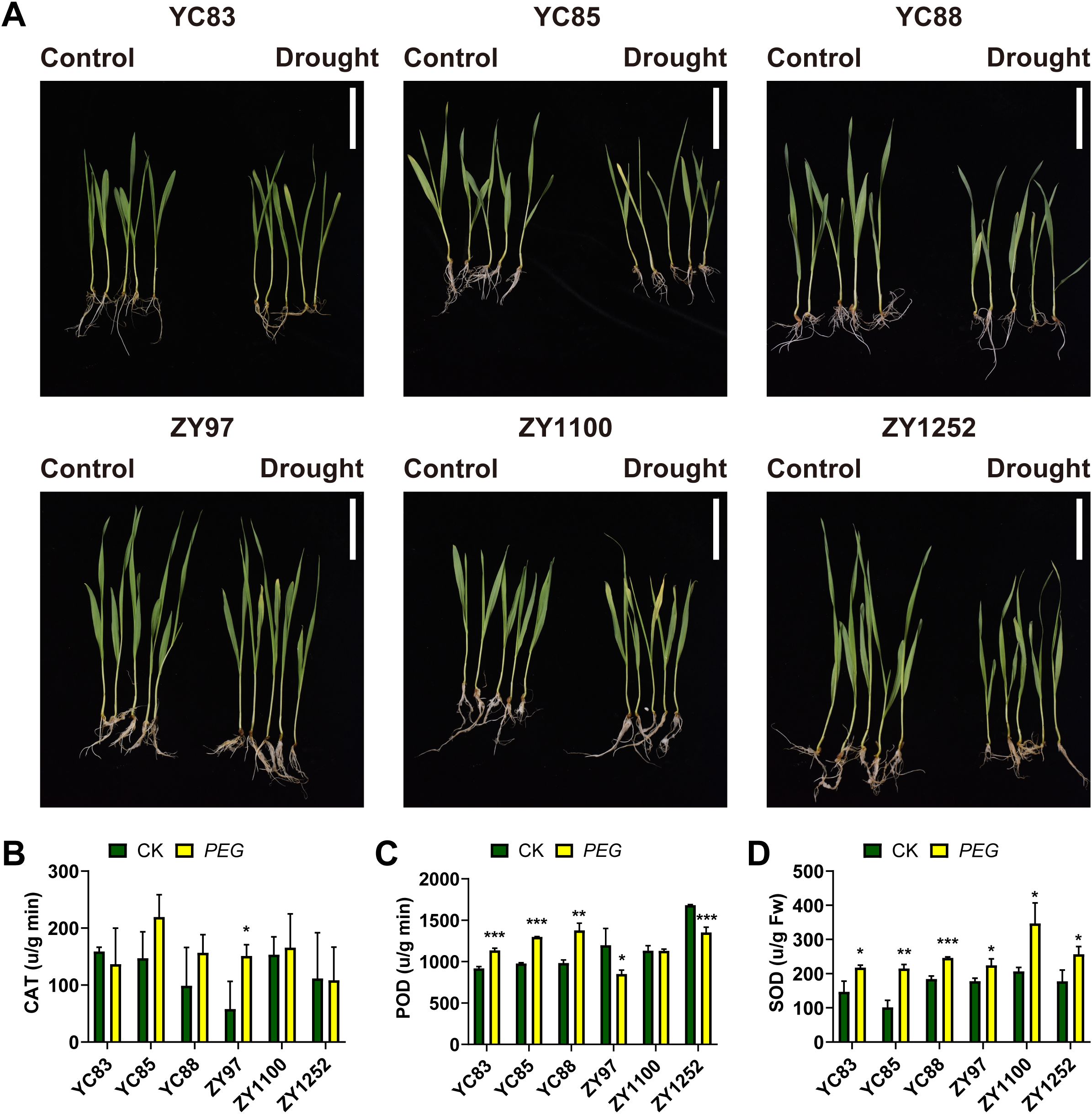 Panel A shows images of six qingke seedlings cultivars(YC83, YC85, YC88, ZY97, ZY1100, ZY1252) under control and drought conditions. Control plants appear healthier with longer, thicker leaves compared to drought-stressed plants, which are visibly smaller and less robust. Panel B displays a bar graph comparing catalase (CAT) activity levels in micrograms per minute between control (CK) and drought (PEG) treatments across different varieties. Panel C illustrates a bar graph of peroxidase (POD) activity levels, while Panel D presents a bar graph of superoxide dismutase (SOD) levels, both indicating significant differences between treatments.