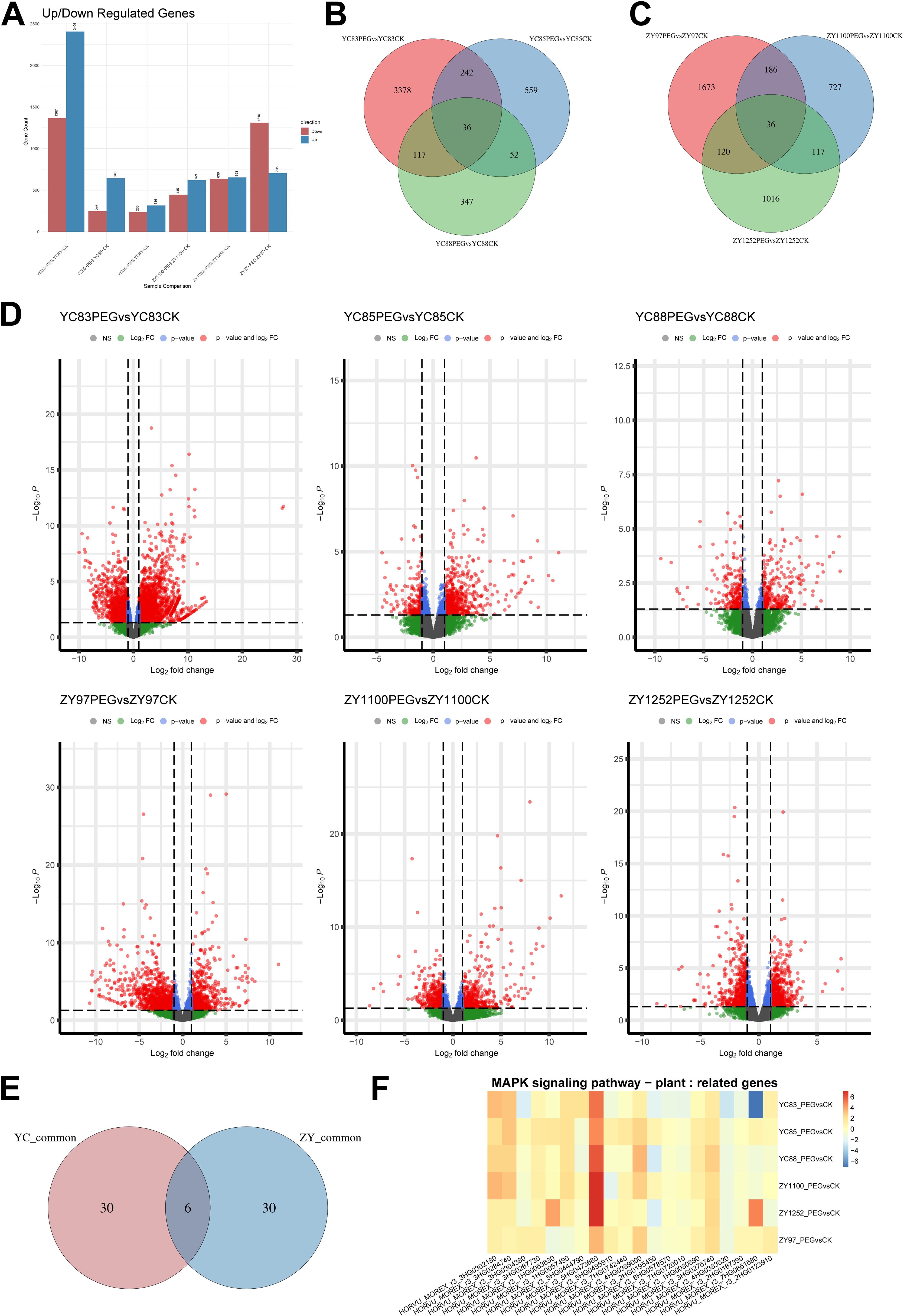 Chart with six sections: A bar chart of up/down regulated genes, B and C Venn diagrams showing gene overlaps, D six volcano plots of gene expression changes, E a Venn diagram of common genes, and F a heatmap of MAPK signaling pathway genes in plants.