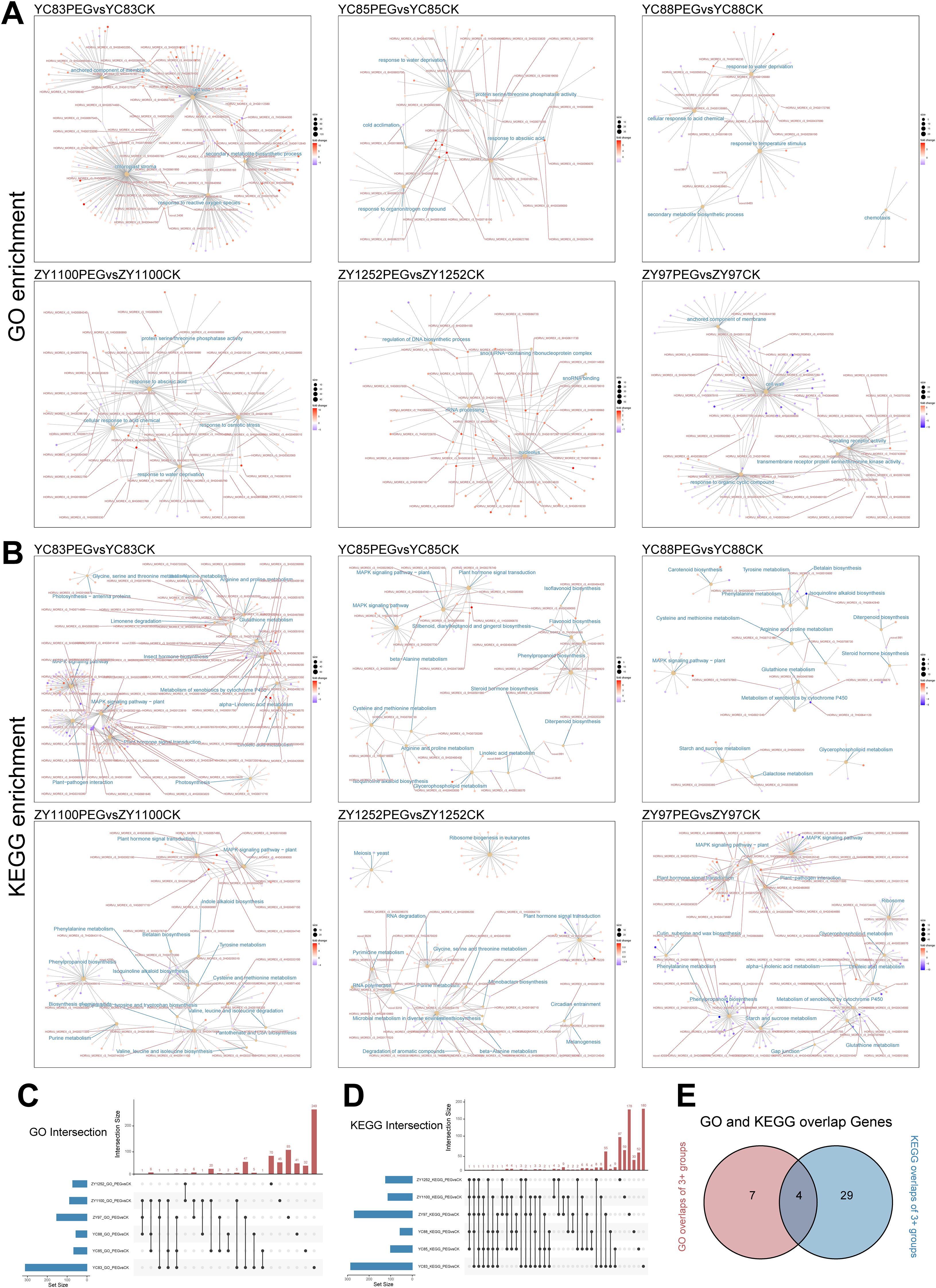 A series of enrichment analysis graphs and charts. Sections A and B display network diagrams for GO and KEGG enrichment analyses across various comparisons, highlighting relationships and biological processes. Sections C and D present bar charts showing intersection results for GO and KEGG analyses, with labeled data points. Section E features a Venn diagram illustrating the overlap of genes between GO and KEGG analyses, with numerical values indicating unique and shared genes.