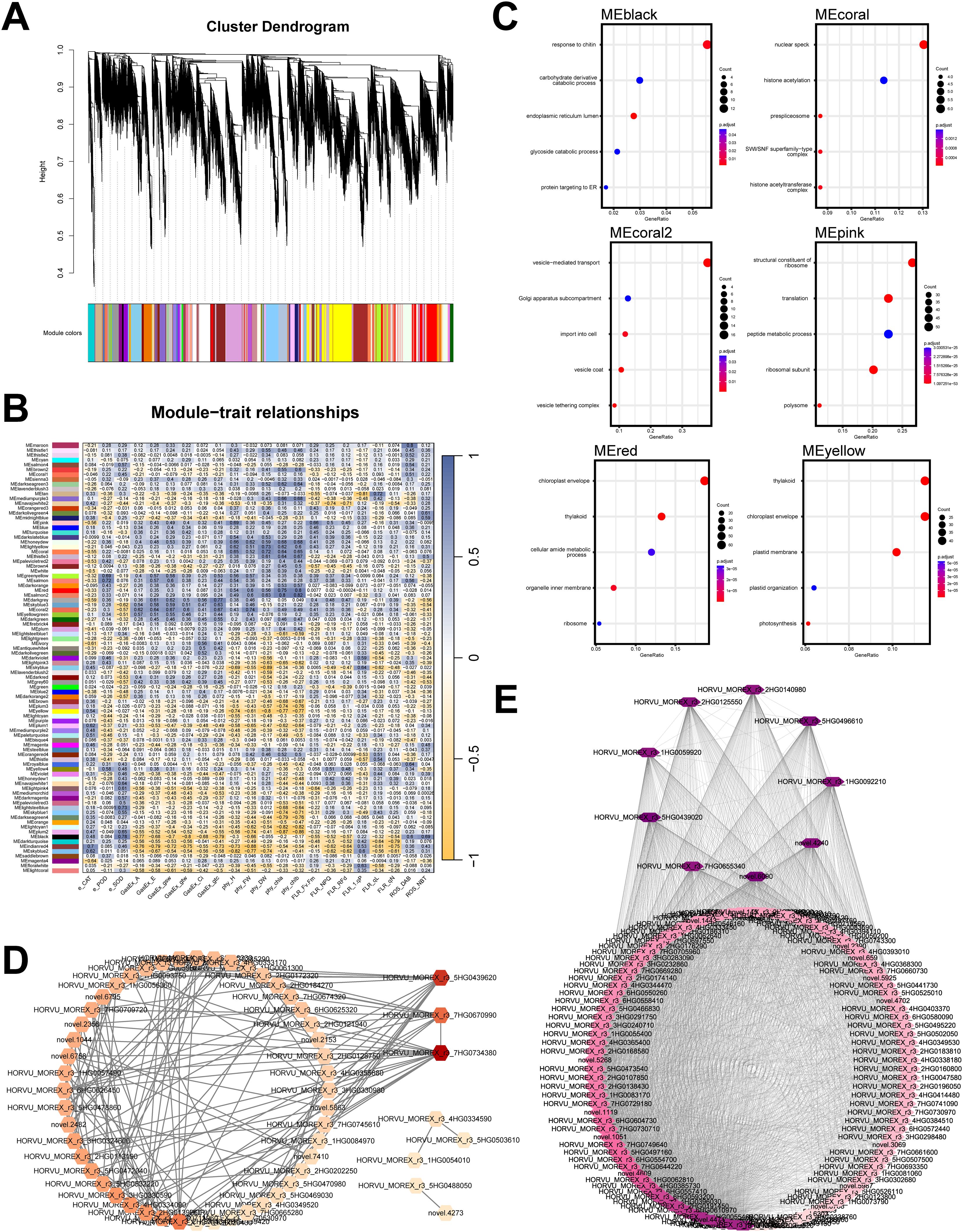 Cluster analysis image consisting of five panels: A) Dendrogram with colored bar indicating module colors; B) Heatmap showing module-trait relationships with color coding; C) Six bubble plots illustrating functional enrichment for modules labeled MEblack, MEcoral, MEcoral2, MEpink, MEred, and MEyellow; D) Network diagram of genes with orange and red nodes; E) Larger network diagram with purple and pink nodes, displaying gene interactions.