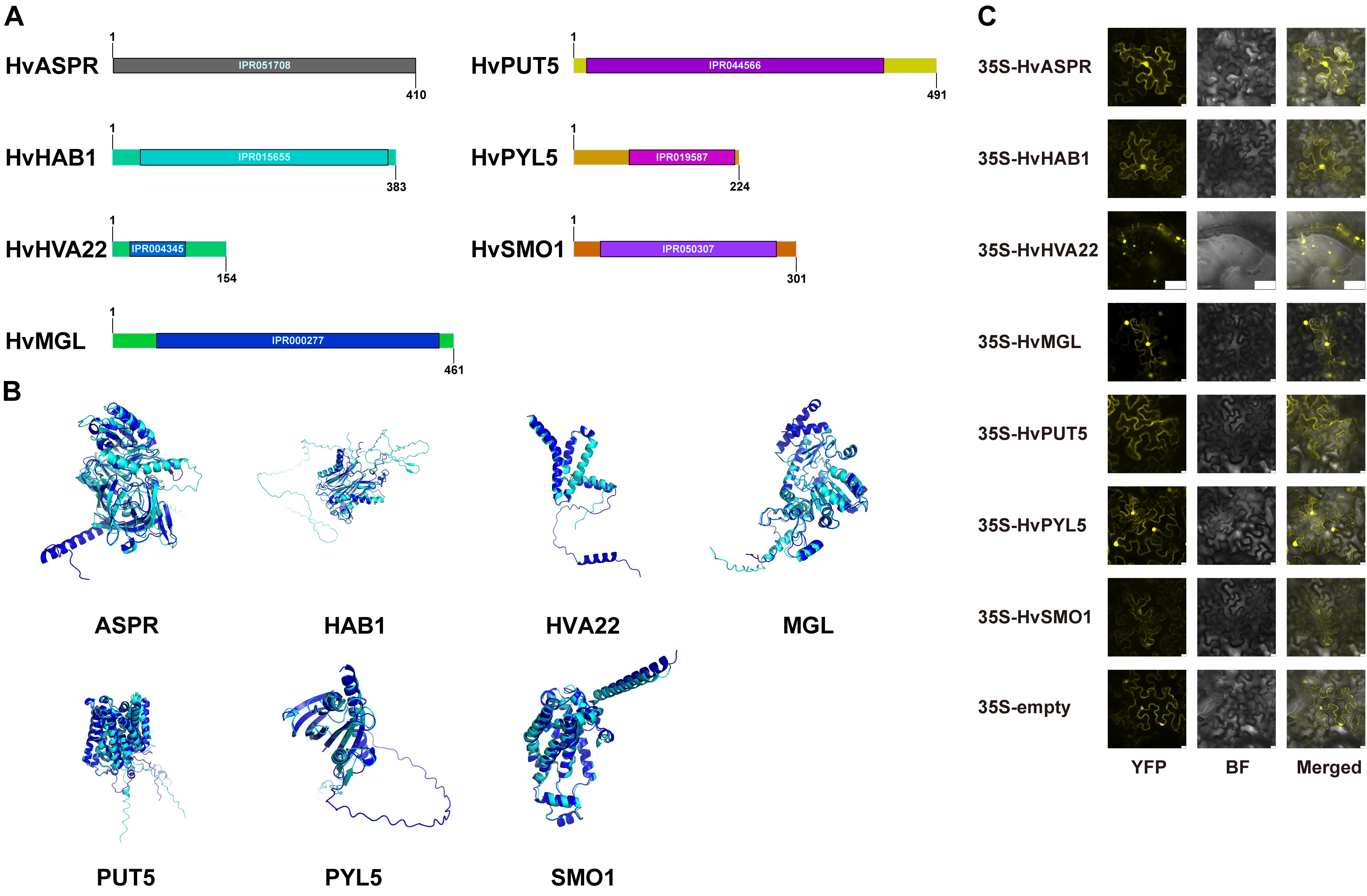 Diagram divided into three sections labeled A, B, and C. Section A shows linear domain structures for protein sequences: HvASPR, HvHAB1, HvHVA22, HvMGL, HvPUT5, HvPYL5, and HvSMO1, with InterPro domains marked. Section B presents 3D structural models of ASPR, HAB1, HVA22, MGL, PUT5, PYL5, and SMO1 proteins. Section C displays fluorescence microscopy images of plant cells expressing 35S-tagged proteins: HvASPR, HvHAB1, HvHVA22, HvMGL, HvPUT5, HvPYL5, HvSMO1, and an empty control. Each row has images labeled YFP, BF, and Merged.