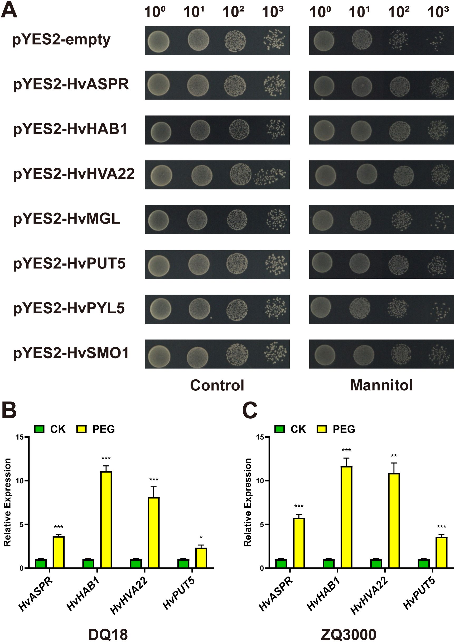 (A) A set of yeast spotting assays on two different media: Control and Mannitol, showing growth of various constructs (pYES2-empty, pYES2 HvASPR, etc.) across dilutions (10^0 to 10^3). (B) A bar graph illustrating relative expression levels of gene constructs in qingke cultivar DQ18, comparing CK (green) and PEG (yellow) treatments. Significant differences are indicated. (C) A similar bar graph for qingke cultivar ZQ3000, also comparing CK and PEG treatments with significant differences noted.