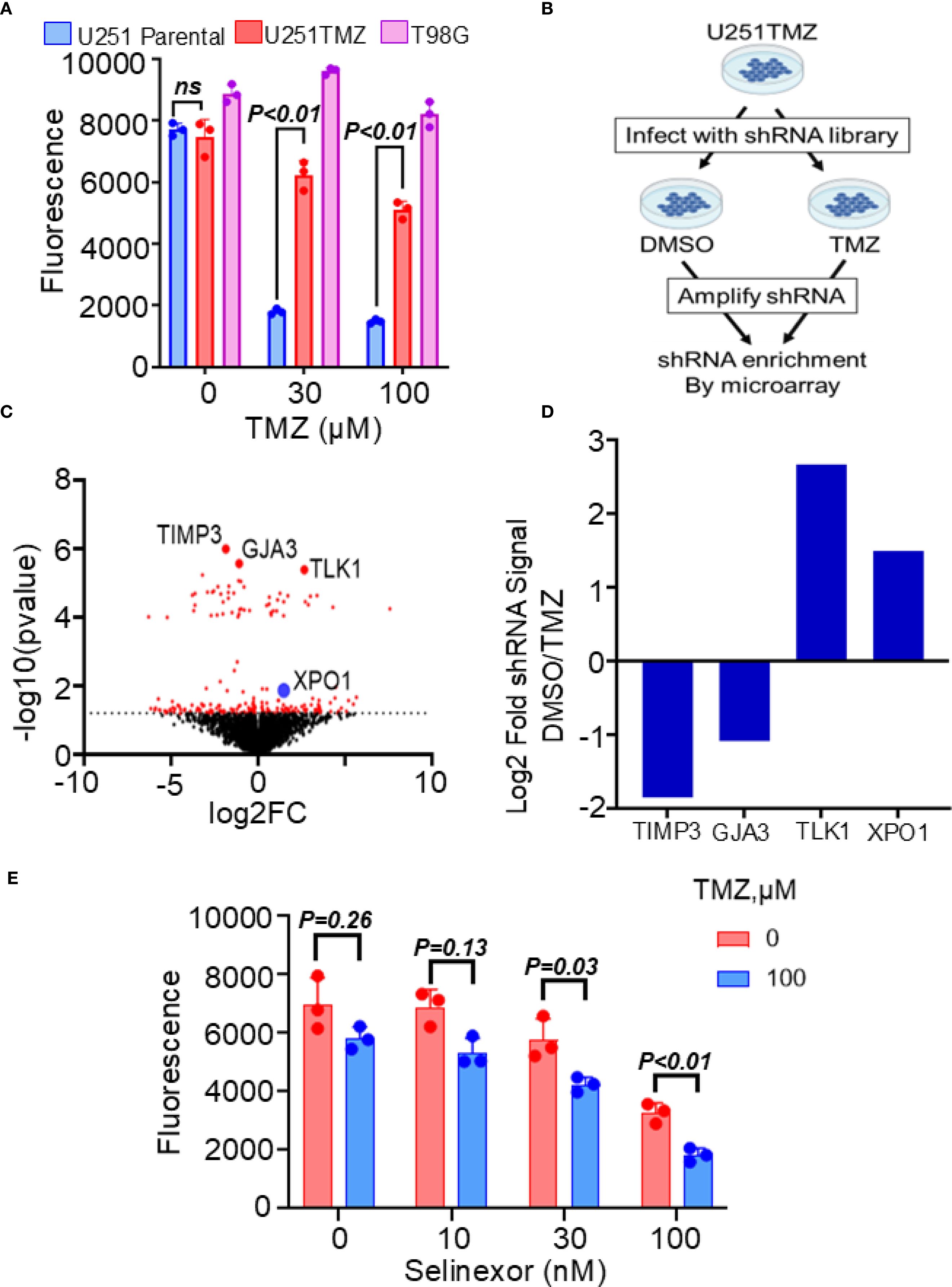 Chart compilation showing five panels related to U251TMZ cells and drug treatments. Panel A: Bar graph comparing fluorescence at various TMZ concentrations for different cell lines, indicating significant differences. Panel B: Diagram detailing shRNA library infection and enrichment. Panel C: Volcano plot highlighting significant shRNA targets like TIMP3 and XPO1. Panel D: Bar graph illustrating log2 fold changes in shRNA signal under DMSO and TMZ conditions. Panel E: Bar graph displaying fluorescence variations with increasing Selinexor concentrations, noting statistical significance at higher concentrations.