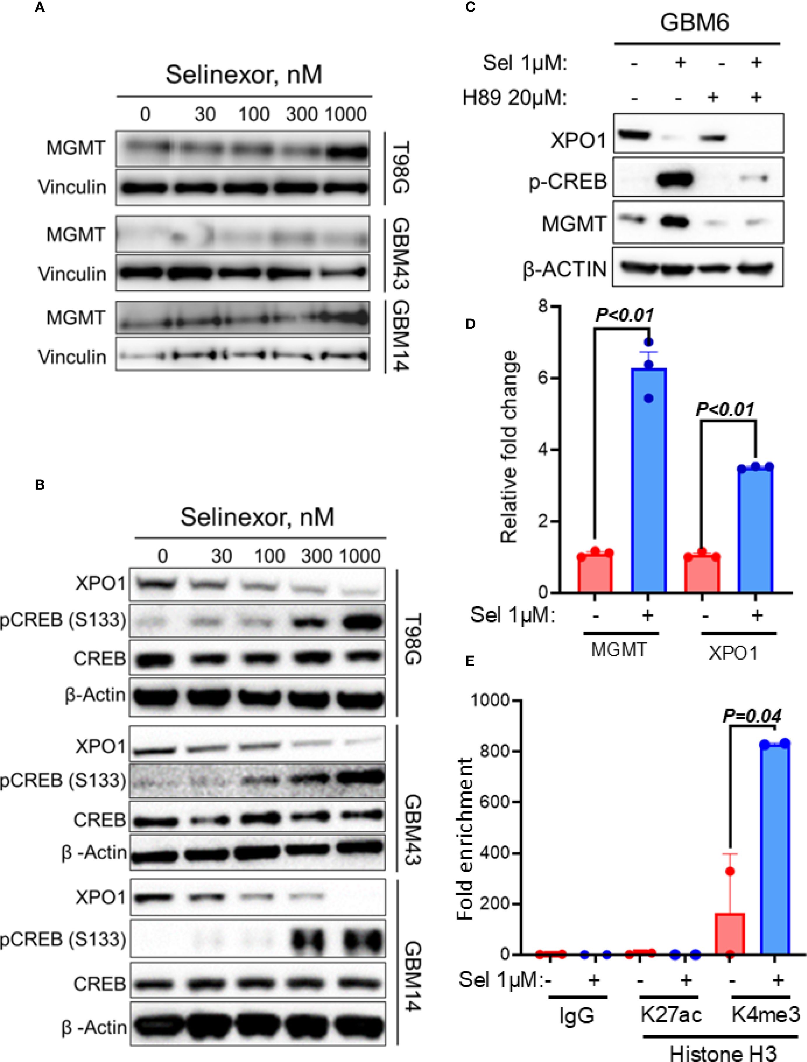 Western blot and bar graph analysis of the effect of Selinexor on protein expression. Panels A and B show protein levels of MGMT, Vinculin, XPO1, pCREB, CREB, and β-Actin across different cell lines and Selinexor concentrations. Panel C shows protein expression in GBM6 cells treated with Selinexor and H89. Panel D displays bar graphs of relative fold change in MGMT and XPO1 expression, with significant changes marked. Panel E presents fold enrichment of histone modifications IgG, K27ac, and K4me3, with significance levels indicated.