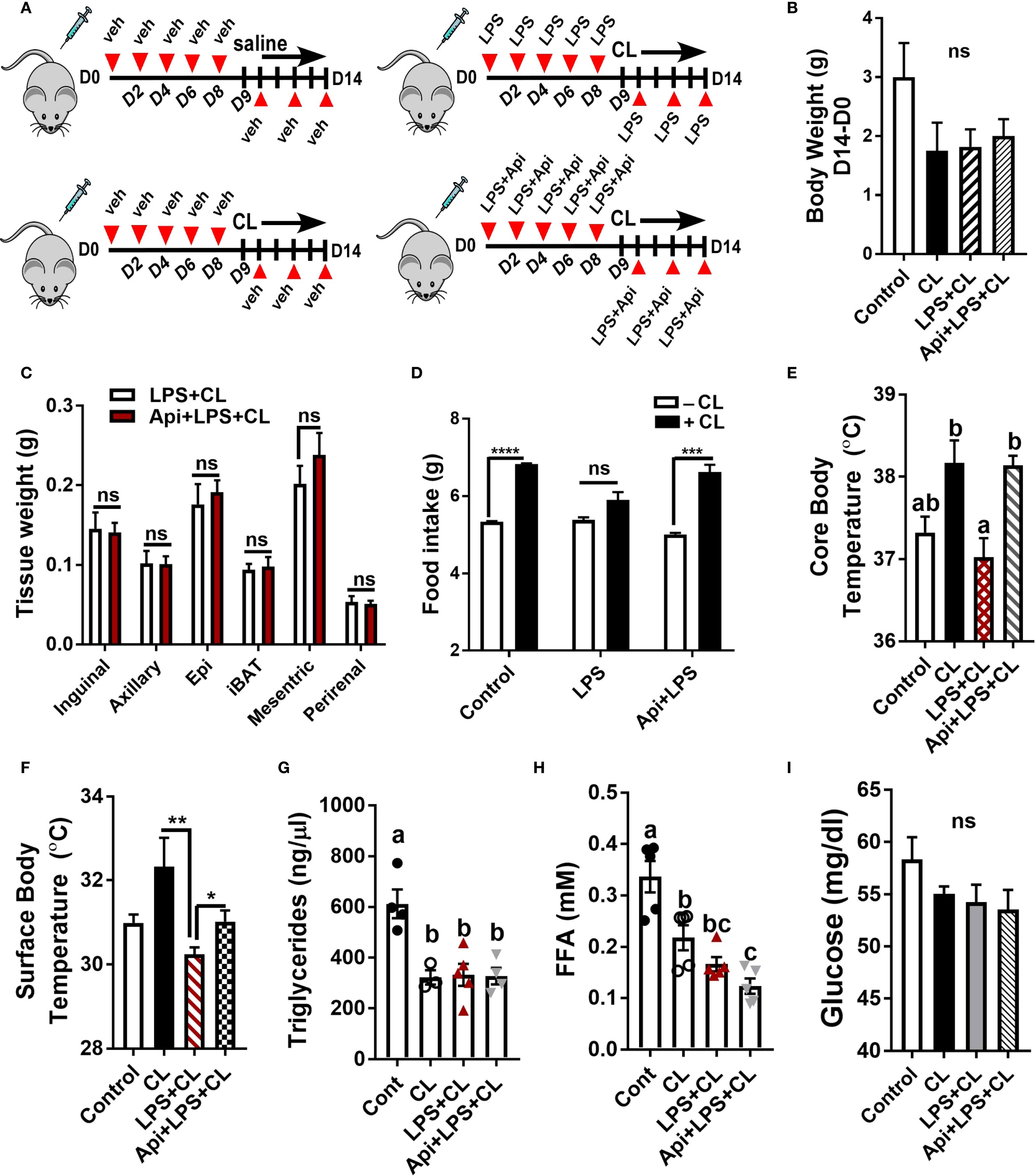 Diagram showing a study with mice receiving various treatments over 14 days, analyzed through several charts. (A) Illustrates the experimental timeline for all injections. (B) Bar graph of body weight changes, labeled as not significant. (C) Tissue weight comparison for different fat deposits, mostly not significant. (D) Food intake variation, showing significance in certain groups. (E) Core body temperature differences, with specified significance. (F) Surface body temperature change, showing significant variations. (G) Triglycerides levels comparison, with marked differences. (H) Free fatty acids concentration, with noted significance. (I) Glucose levels, labeled as not significant.