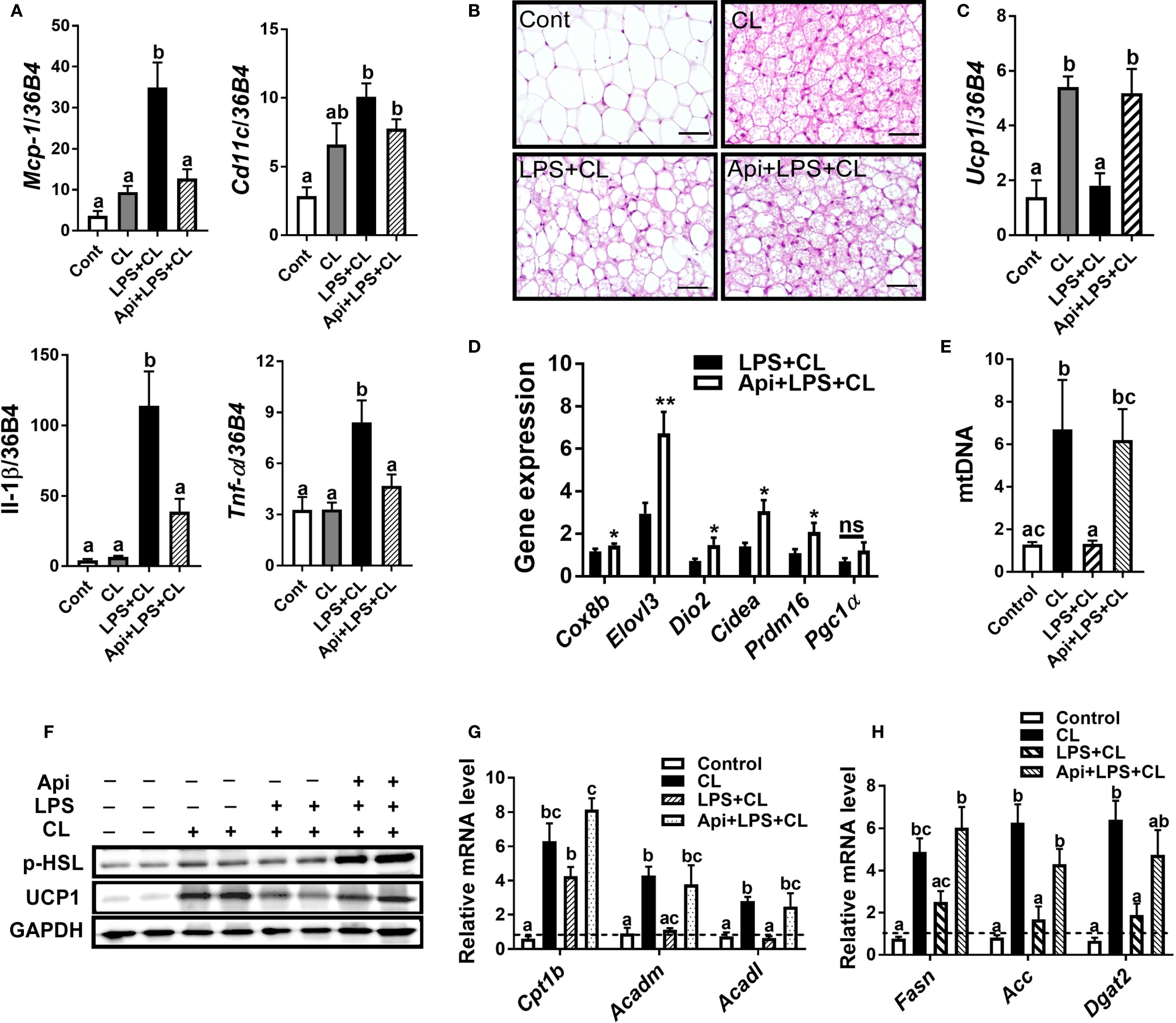 Graphs and images display various experimental results of iWAT analysis. Panel A shows bar graphs of gene expression levels for Mcp-1, Cd11c, IL-1β, and Tnf-α with different treatments. Panel B has histological images of iWAT samples under different conditions. Panel C and D feature bar graphs indicating Ucp1 expression and several gene expressions respectively. Panel E shows mitochondrial DNA levels. Panel F presents Western blot results for protein expression of p-HSL, UCP1, and GAPDH. Panels G and H display relative mRNA levels for various lipid metabolism-related genes. Graphs include statistical significance annotations.