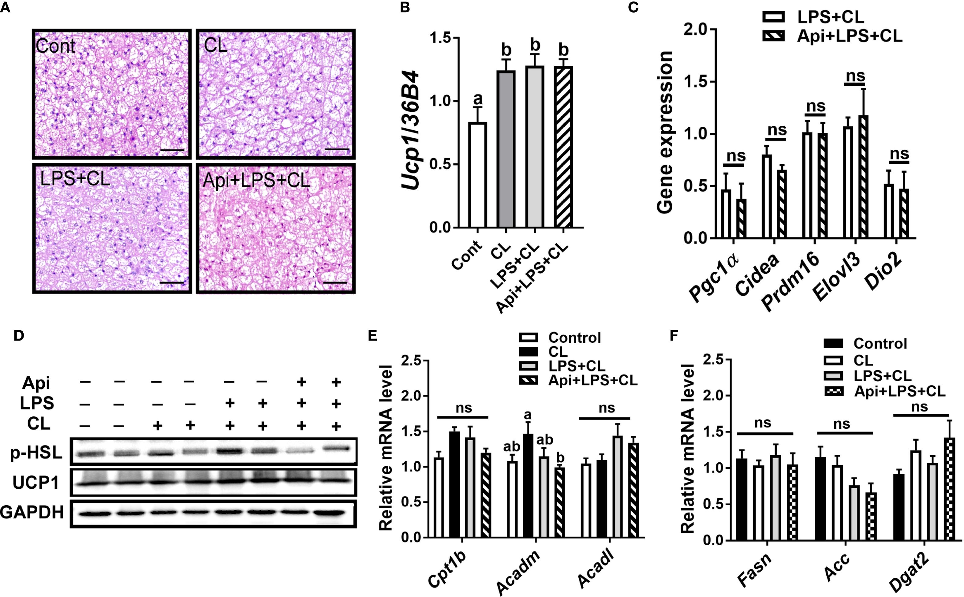 Microscopic images and bar graphs analyzing gene expression and protein levels of iBAT under different conditions. (A) Histological sections labeled as Cont, CL, LPS+CL, and Api+LPS+CL. (B) Bar graph showing Ucp1 expression levels. (C) Gene expression levels for Pgc1α, Cidea, Prdm16, Elovl3, and Dio2. (D) Western blot analysis for p-HSL, UCP1, and GAPDH under variable treatments of Api, LPS, and CL. (E, F) Relative mRNA levels for genes Cpt1b, Acadmn, Acadl, Fasn, Acc, and Dgat2 across different treatments. Statistical annotations are included.