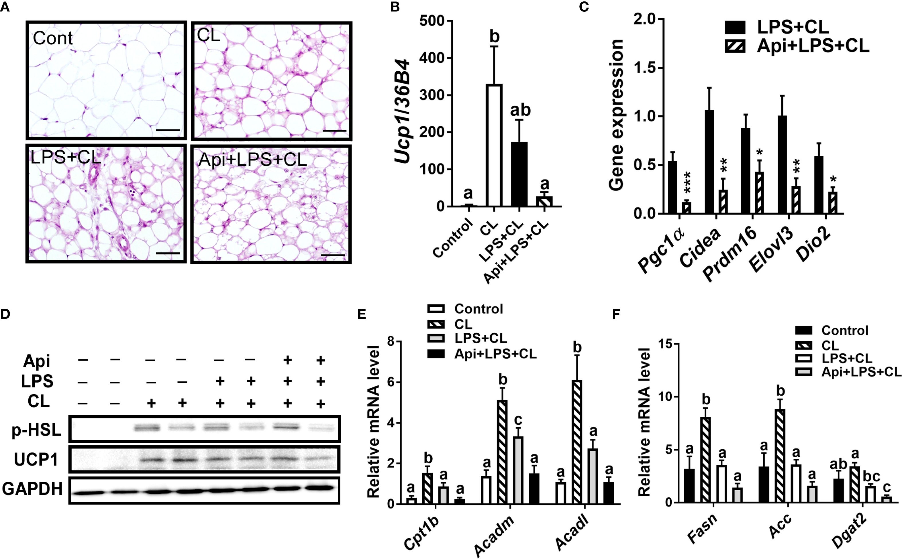 Analysis of eWAT in mice treated with LPS or LPS+ apigenin and subjected for CL stimulation. (A) Four histological images of eWAT under different conditions: Control, CL, LPS+CL, and Api+LPS+CL. (B) Bar graph showing Ucp1 expression with significant differences marked. (C) Bar graph comparing gene expressions of Pgc1α, Cidea, Prdm16, Elovl3, and Dio2 under LPS+CL and Api+LPS+CL treatments. (D) Western blot analysis with bands for p-HSL, UCP1, and GAPDH across different treatments. (E, F) Bar graphs displaying relative mRNA levels for Cpt1b, Acadm, Acadl, Fasn, Acc, and Dgat2, annotated with statistical significance.