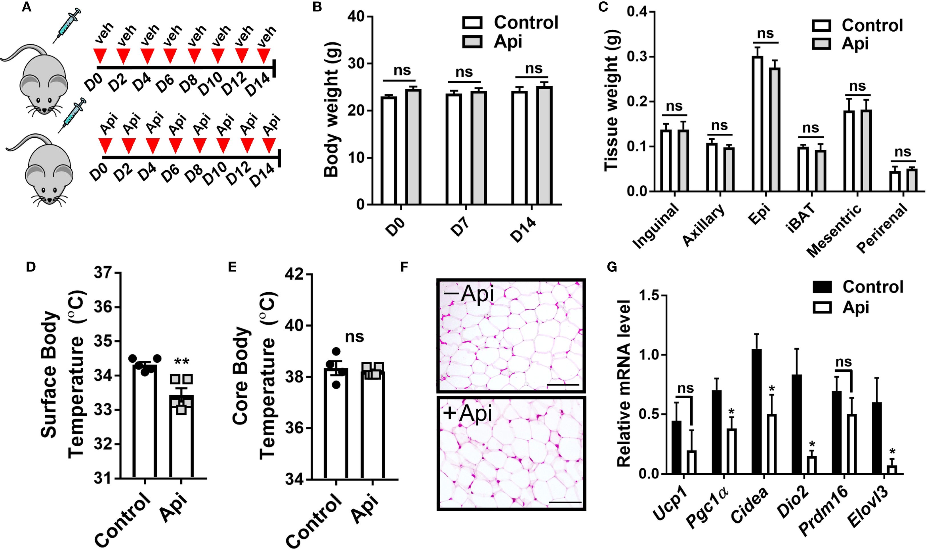 Diagram of an experiment analyzing the effects of apigenin alone on mice. Panel A shows two groups: a control and an Api-treated group, with treatment days marked. Panel B presents a bar graph comparing body weight over 14 days, showing no significant differences. Panel C compares tissue weights in various body areas, again with no significant differences. Panels D and E show surface and core body temperatures, with a significant decrease in surface temperature for the Api group. Panel F shows microscopy images of iWAT with and without Api. Panel G displays mRNA levels of specific genes, with some significant decreases in the Api group.