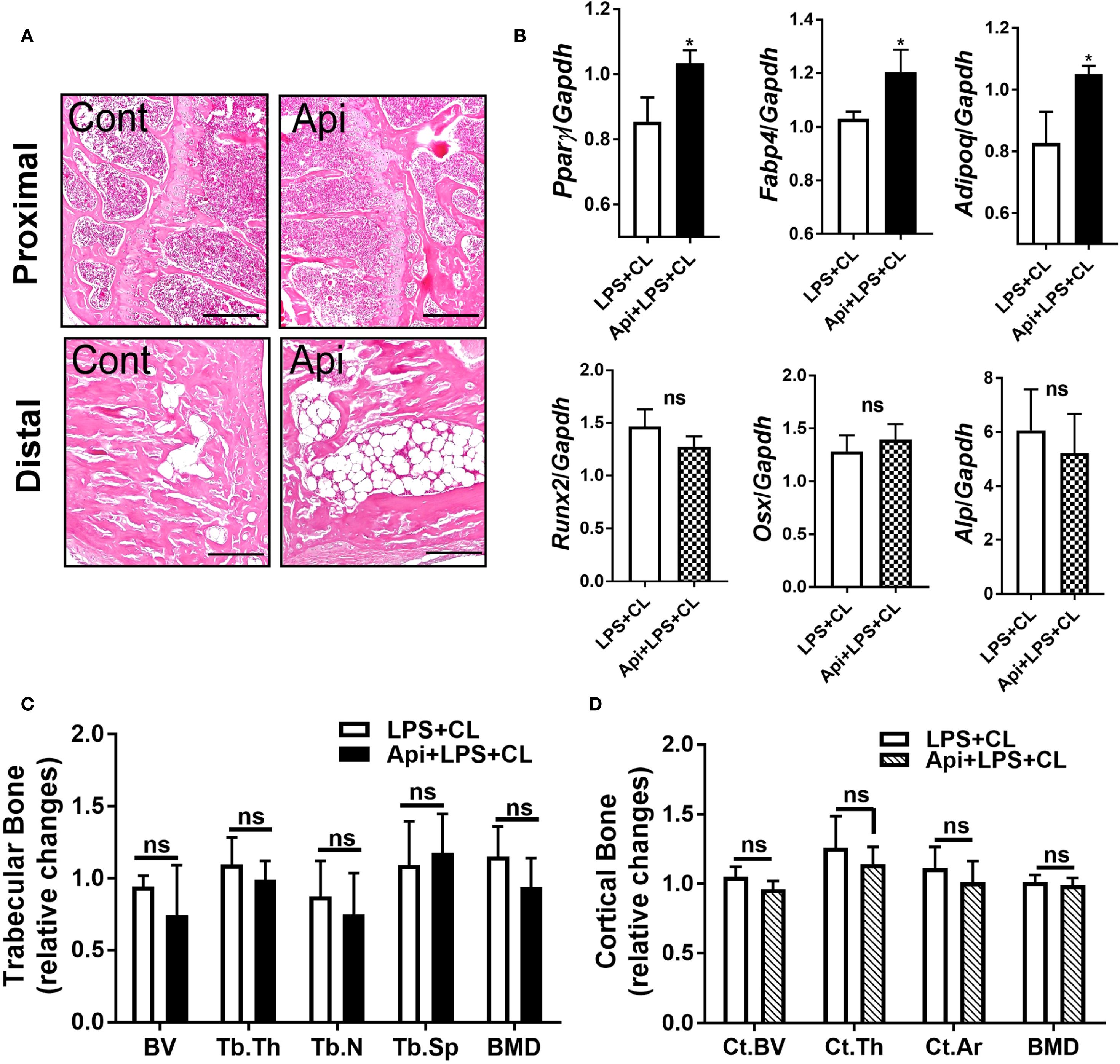 Microscopic images and graphs show the effects of treatments on bone. Panel A displays histological sections of proximal and distal bone for control and treated groups. Panel B features bar graphs comparing gene expression levels (Pparγ, Fabp4, Adipoq) with significant increases in treated groups, while Runx2, Osx, and Alp1 show no significance. Panels C and D present bar graphs showing changes in trabecular and cortical bone parameters with no significant differences between treatment groups.
