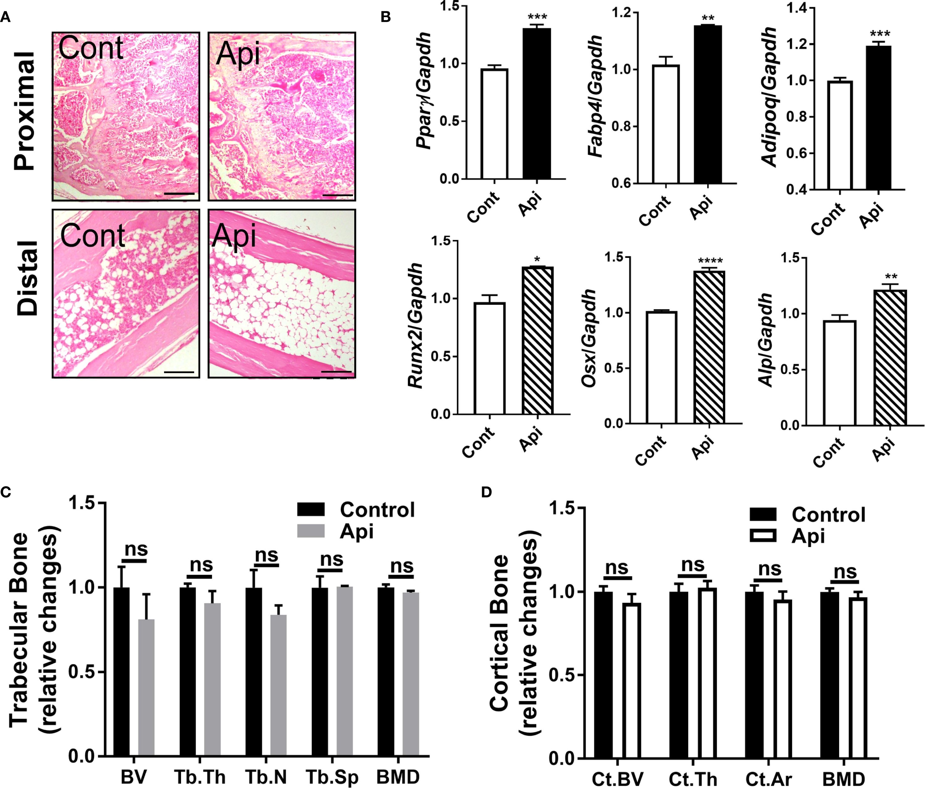 Histological and graph data showing effects of apigenin alone on bone. Panel A displays proximal and distal bone tissue sections for control (Cont) and treated (Api) groups. Panels B present bar graphs comparing gene expression and bone metrics between control and treated groups. Pparγ, Fabp4, and Adipoq show significantly increased expression in treated samples, also Runx2, Osx, and Alp display significant elevations. Graphs C and D indicate trabecular and cortical bone changes with no significant differences. Statistical significance is marked with asterisks and “ns” denotes non-significant differences.