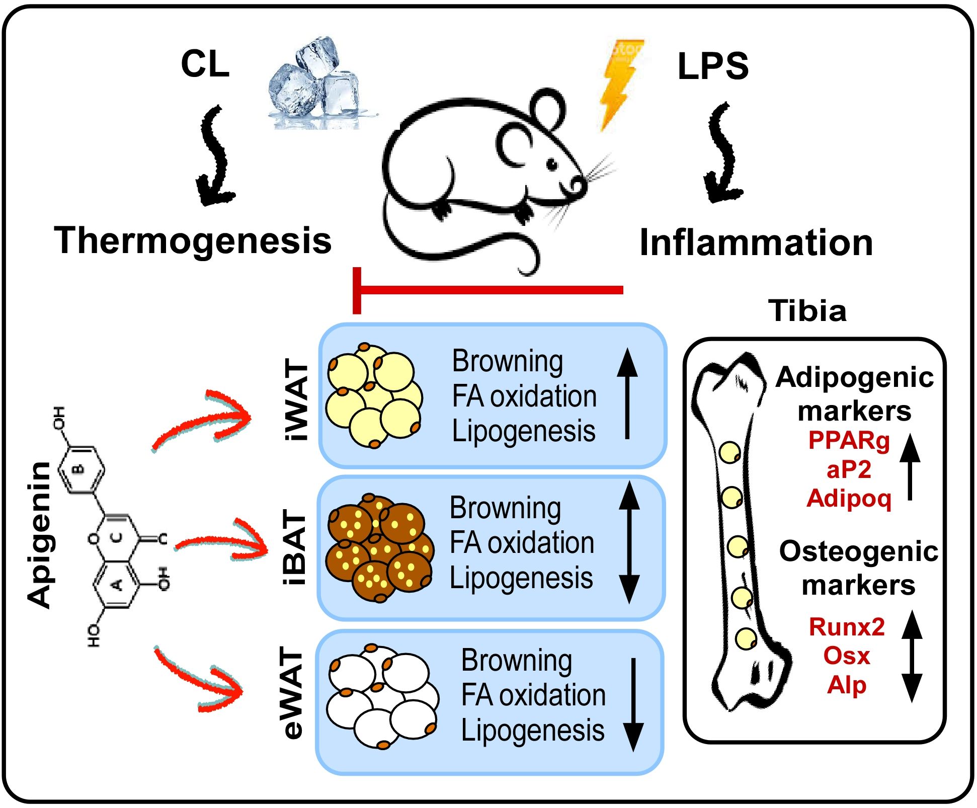 Schematic illustrating the effects of apigenin on CL-induced thermogenesis in presence of inflammation in mice. CL induces thermogenesis, while LPS causes inflammation. Apigenin impacts inguinal white adipose tissue (iWAT), interscapular brown adipose tissue (iBAT), and epididymal white adipose tissue (eWAT), promoting browning, fatty acid oxidation, and lipogenesis. Arrows indicate the increase or decrease of these processes. On the right, a tibia diagram displays increased adipogenic markers (PPARγ, aP2, Adipoq) and osteogenic markers (Runx2, Osx, Alp). The graphic suggests a link between these biological processes and treatments.
