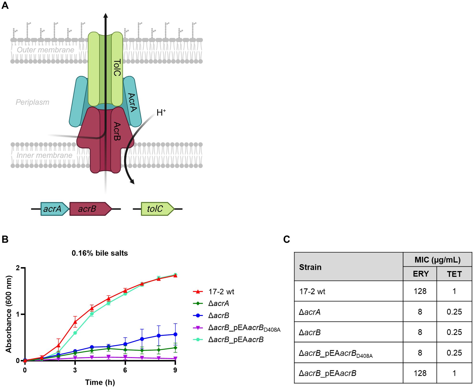 Diagram labeled as panels A, B, and C. Panel A illustrates the AcrAB-TolC efflux pump spanning bacterial outer and inner membranes with components AcrA, AcrB, and TolC, involving proton transport. Panel B displays a growth curve of various bacterial strains under 0.16% bile salts, with absorbance measured over nine hours. Panel C is a table showing the minimum inhibitory concentrations (MIC) in micrograms per milliliter for erythromycin and tetracycline across different strains, indicating varied resistance levels.