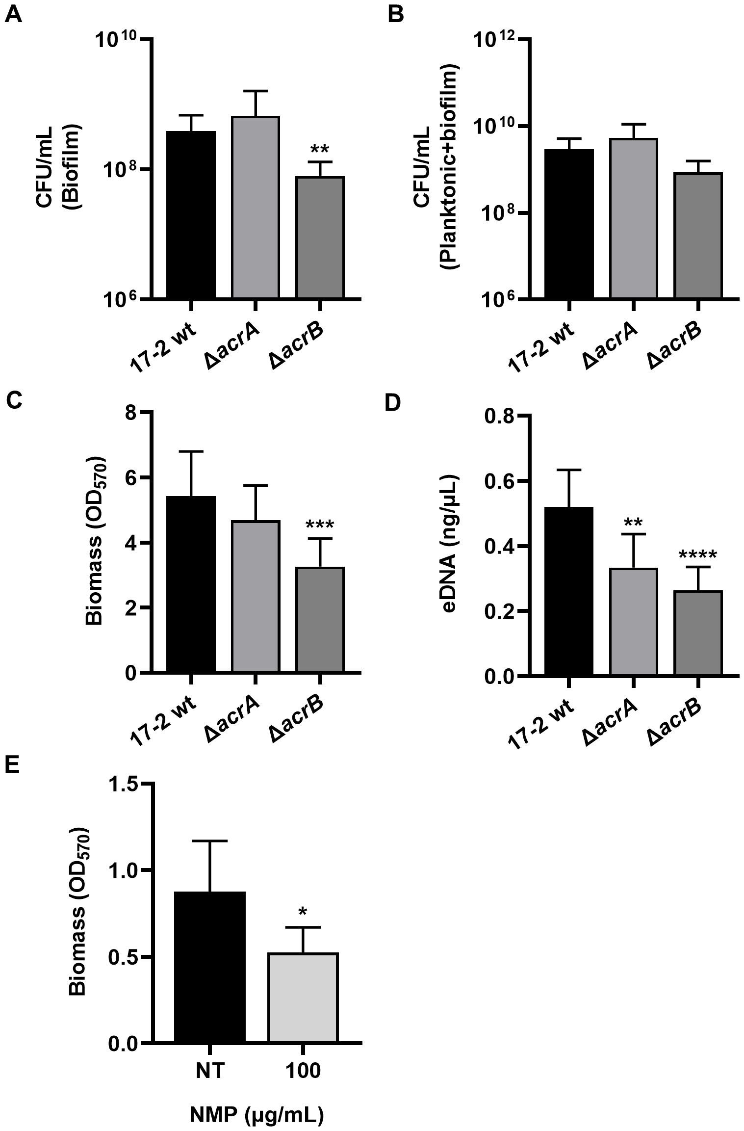 Bar graphs illustrating various microbial metrics. (A) CFU/mL for biofilm across different strains shows a significant decrease in ΔacrB. (B) CFU/mL for planktonic plus biofilm with no significant differences. (C) Biomass measured by OD570, with ΔacrB significantly lower. (D) eDNA concentration showing significant reductions in ΔacrA and ΔacrB. (E) Biomass at different NMP concentrations, with a significant decrease at 100 µg/mL. Error bars represent standard deviation, and significance is marked by asterisks.