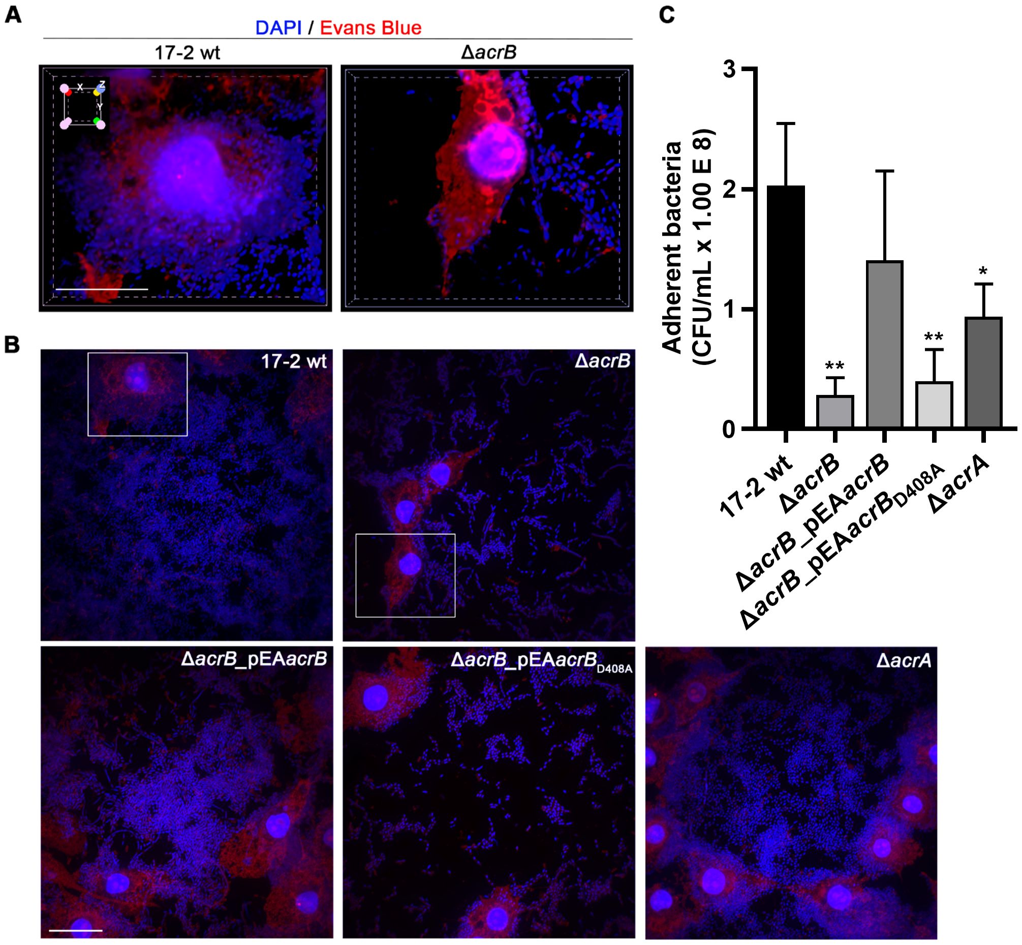 Fluorescence microscopy images and a bar graph displaying bacterial adherence to a surface. Panel A shows DAPI (blue) and Evans Blue (red) stained bacteria in wild-type and ΔacrB strains. Panel B presents additional strain comparisons with DAPI and Evans Blue staining. Panel C is a bar graph indicating increased bacterial adherence in ΔacrB and other strains, with statistical significance noted by asterisks.