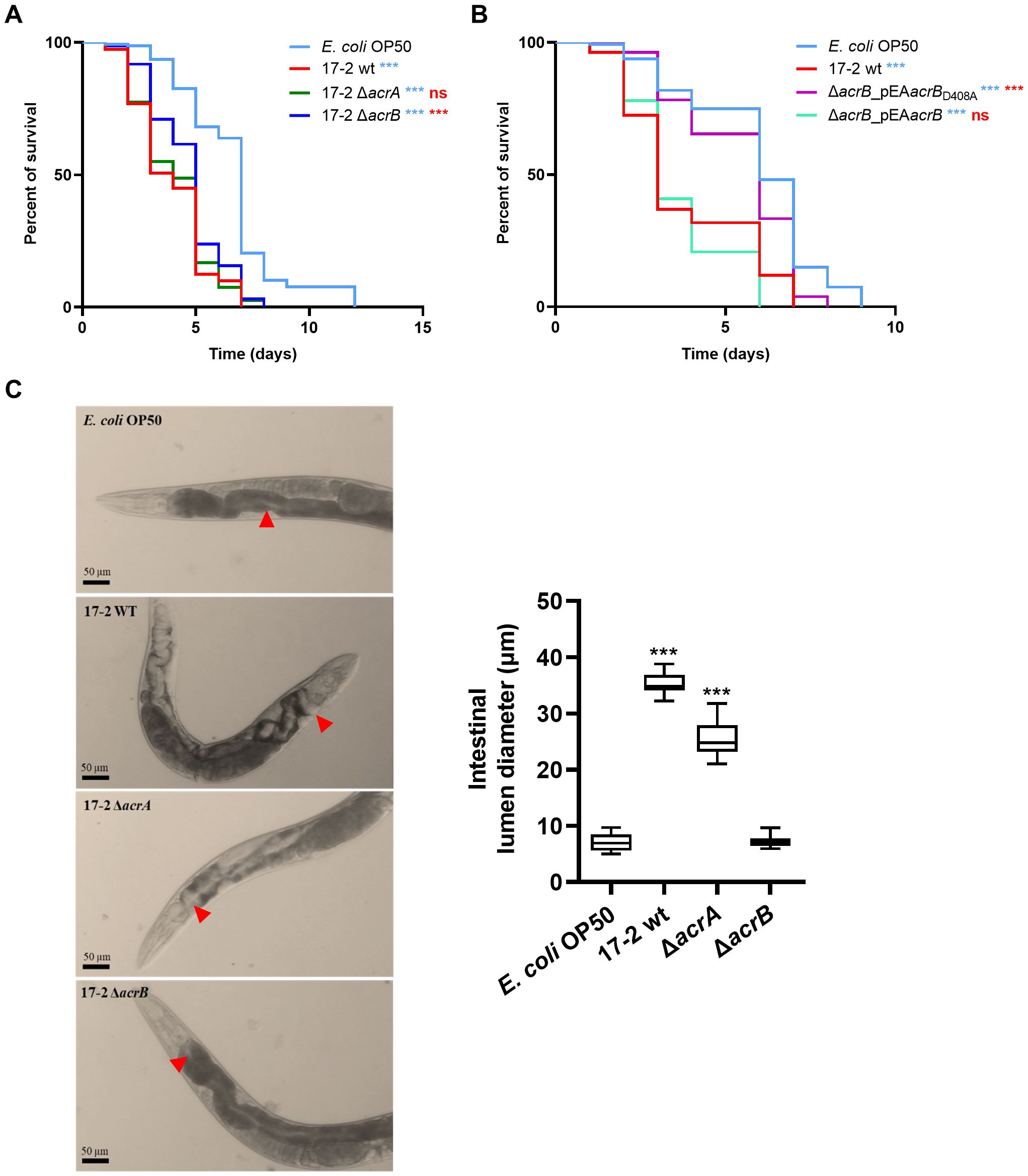 Panel A shows a Kaplan-Meier survival graph comparing four groups: E. coli OP50, 17-2 wild type, 17-2 ΔacrA, and 17-2 ΔacrB. Panel B depicts another survival chart with E. coli OP50, 17-2 wild type, ΔacrB_pEAacrB D408A, and ΔacrB_pEAacrB groups. Panel C displays microscopic images of worms with red arrowheads indicating intestinal sections for E. coli OP50, 17-2 WT, 17-2 ΔacrA, and 17-2 ΔacrB. A box plot on the right compares intestinal lumen diameters for each strain, showing significant differences.
