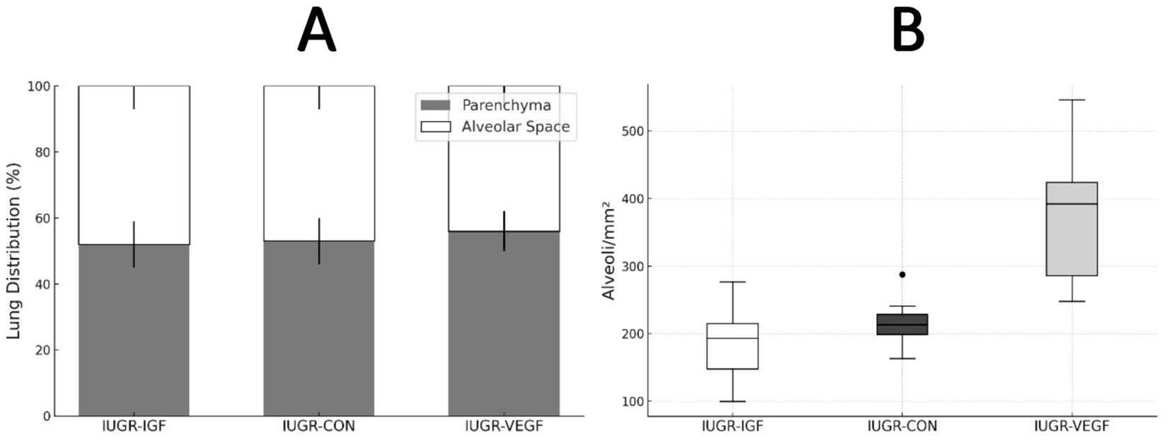 Two graphs labeled A and B compare lung characteristics in three groups: IUGR-IGF, IUGR-CON, and IUGR-VEGF. Graph A is a stacked bar chart showing lung distribution percentage between parenchyma and alveolar space. Graph B is a box plot illustrating alveoli density per square millimeter, with variations across the groups.